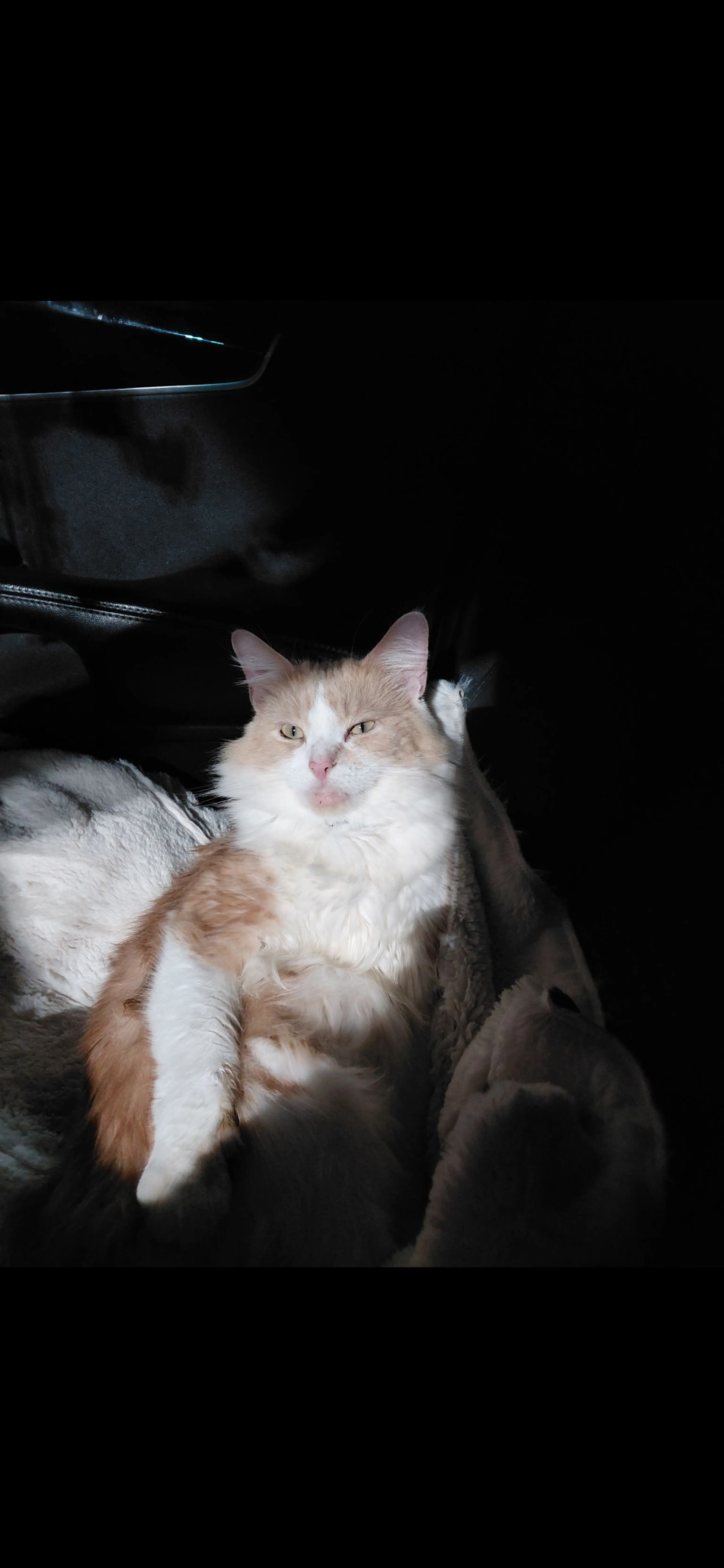Lost pet-0