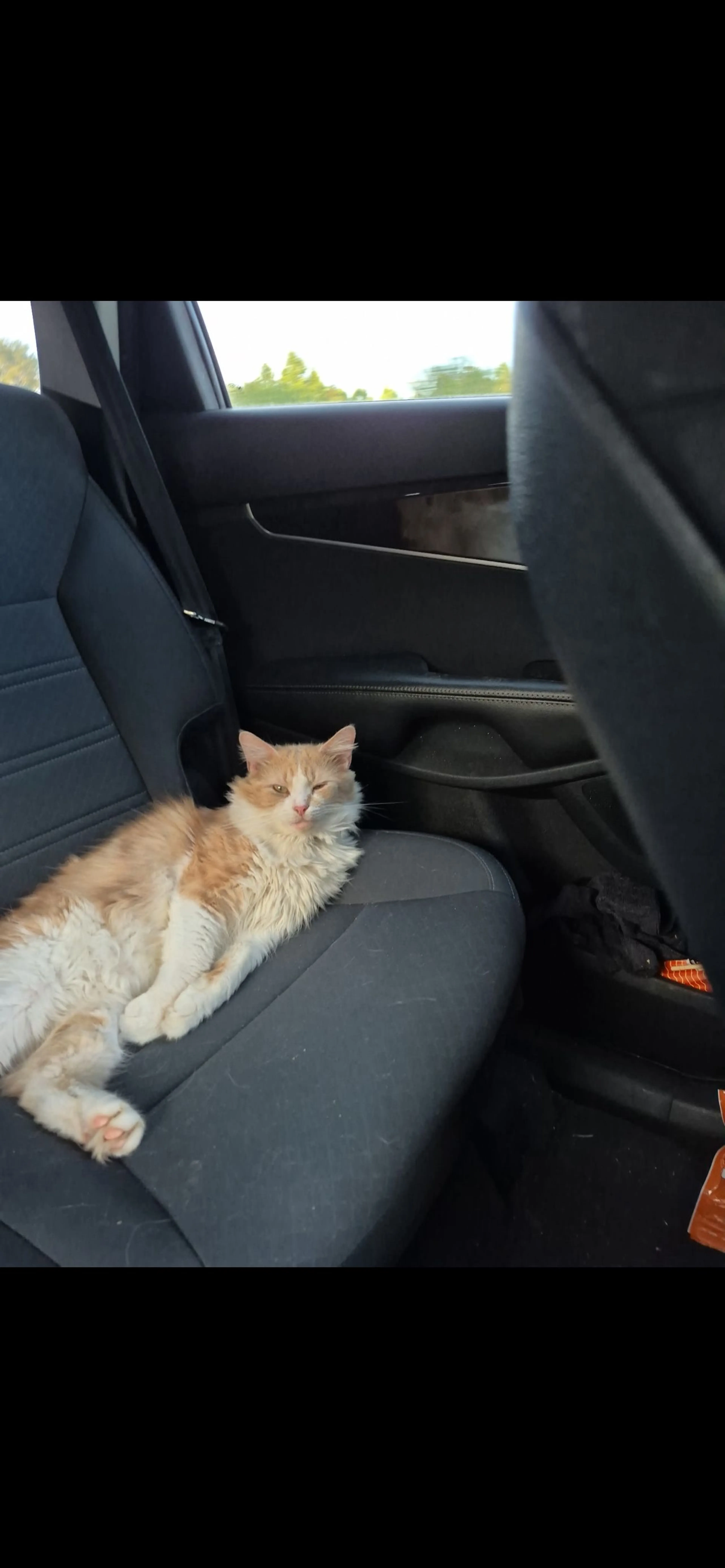 Lost pet-1