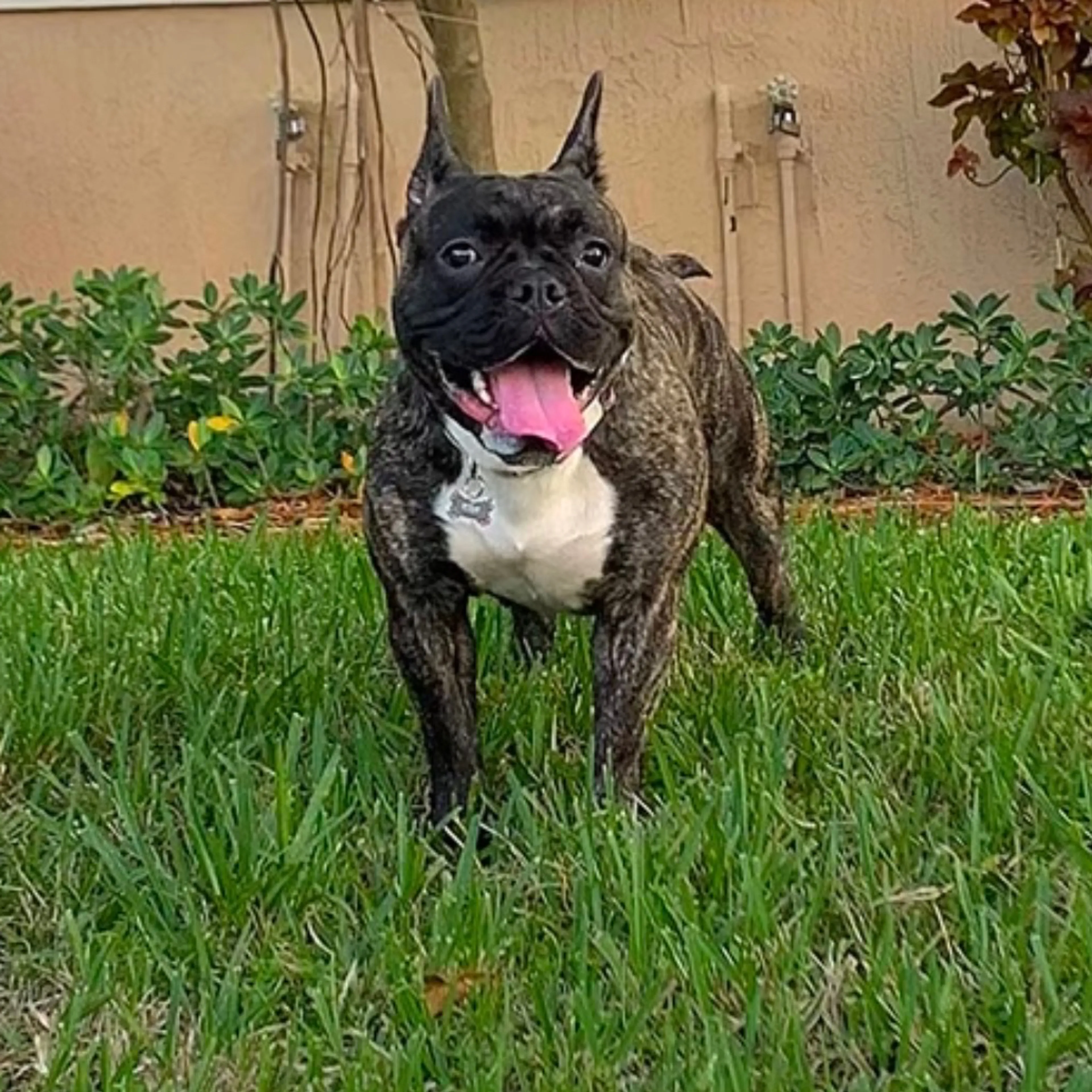 Lost pet-1