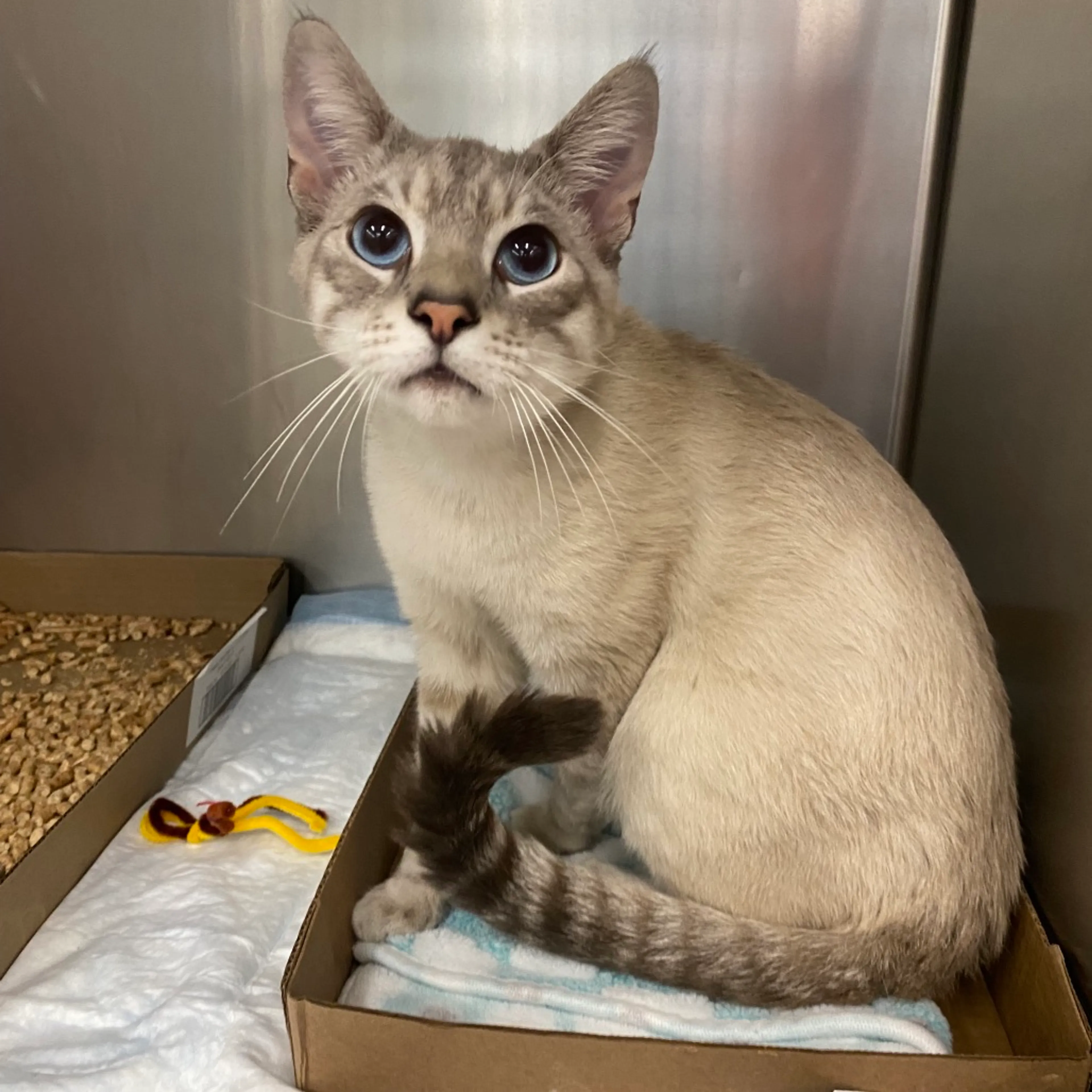 Found pet