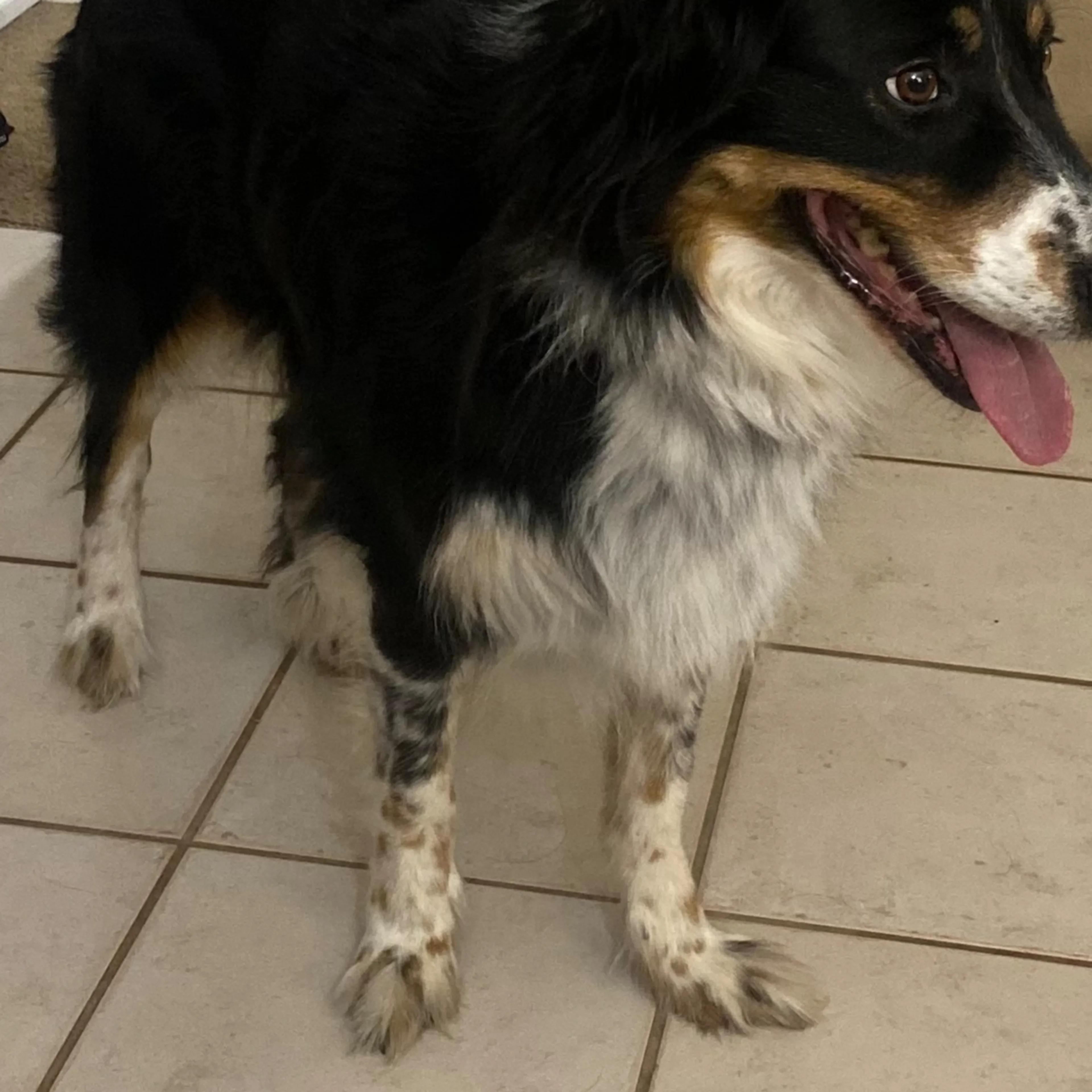 Lost pet-3