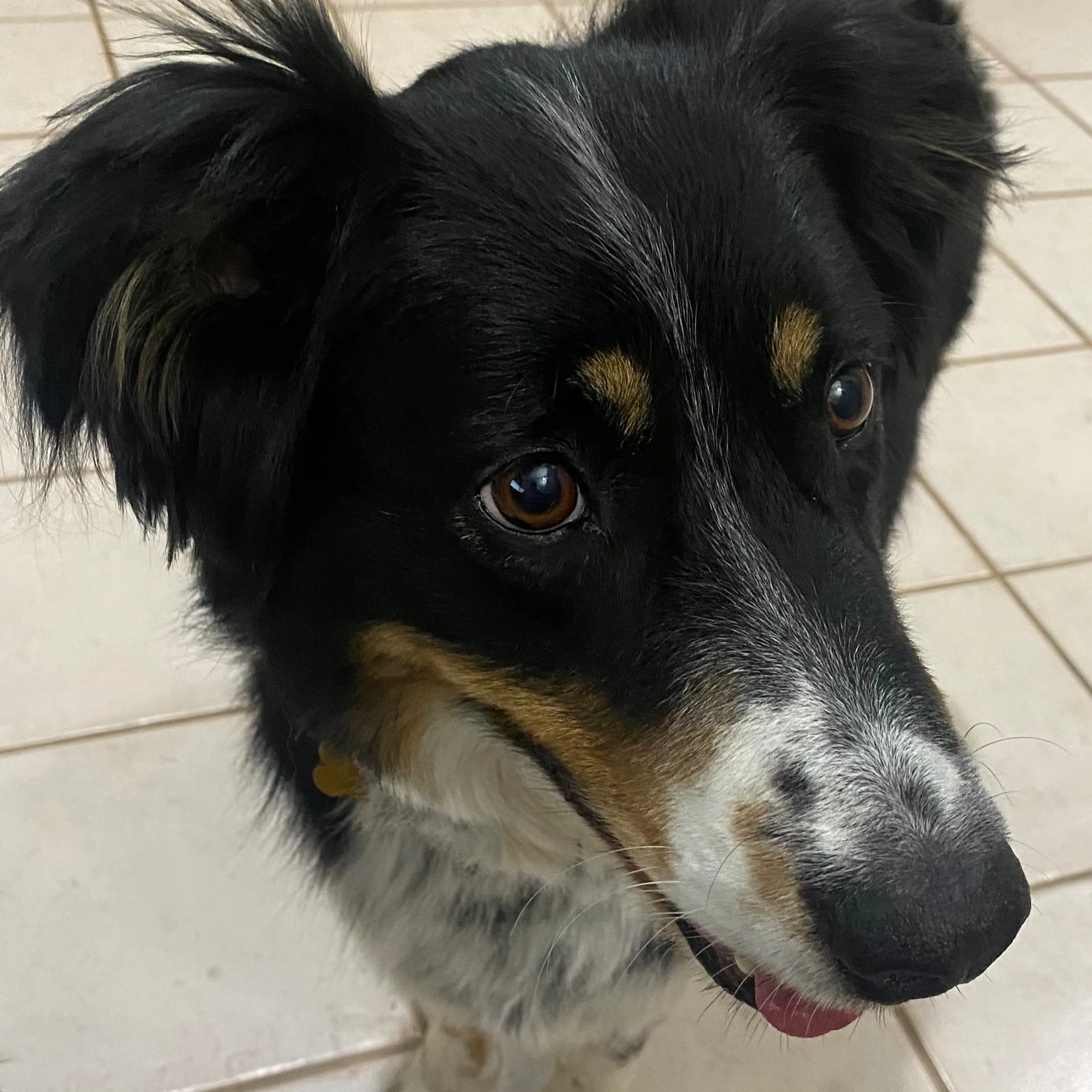 Lost pet-2