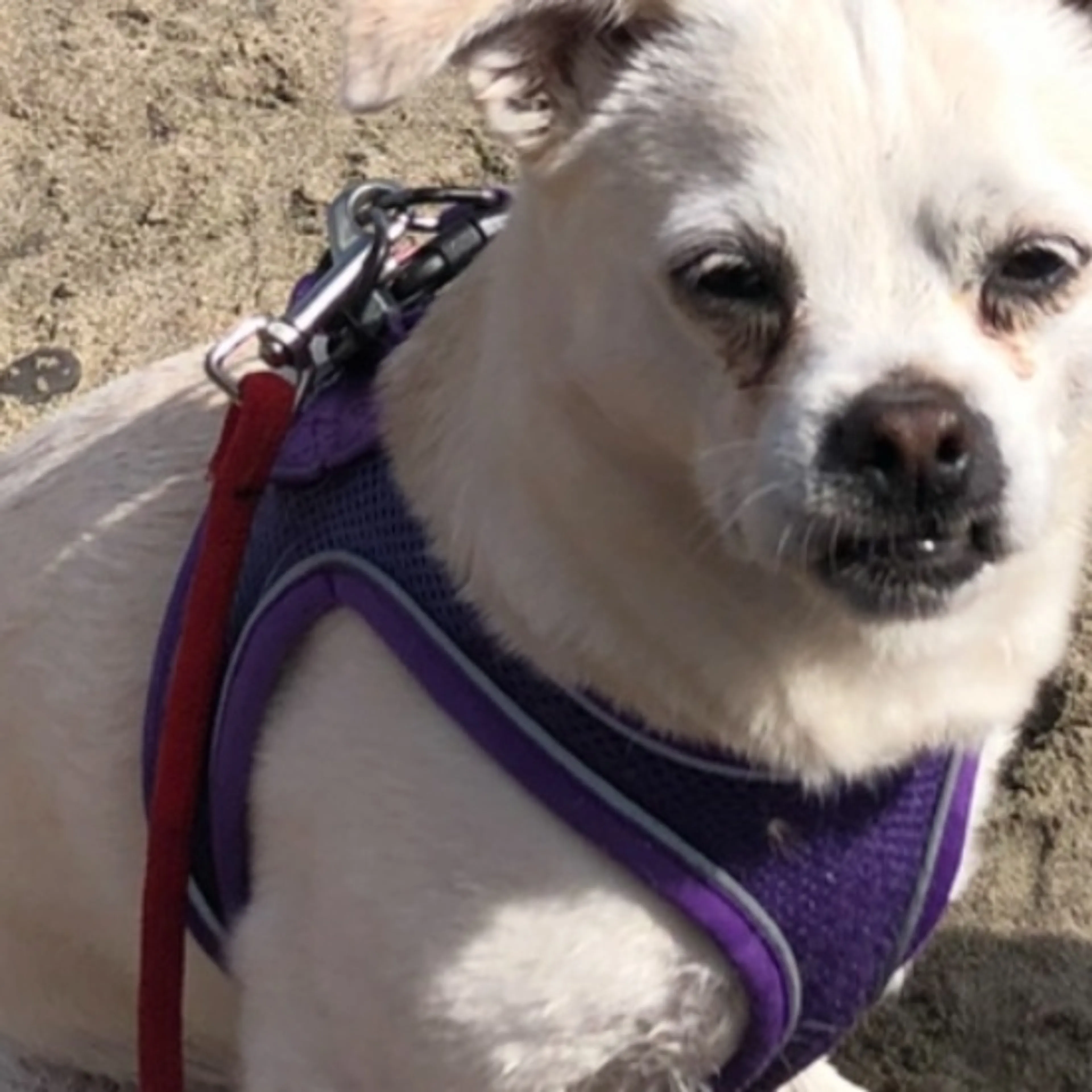Lost pet