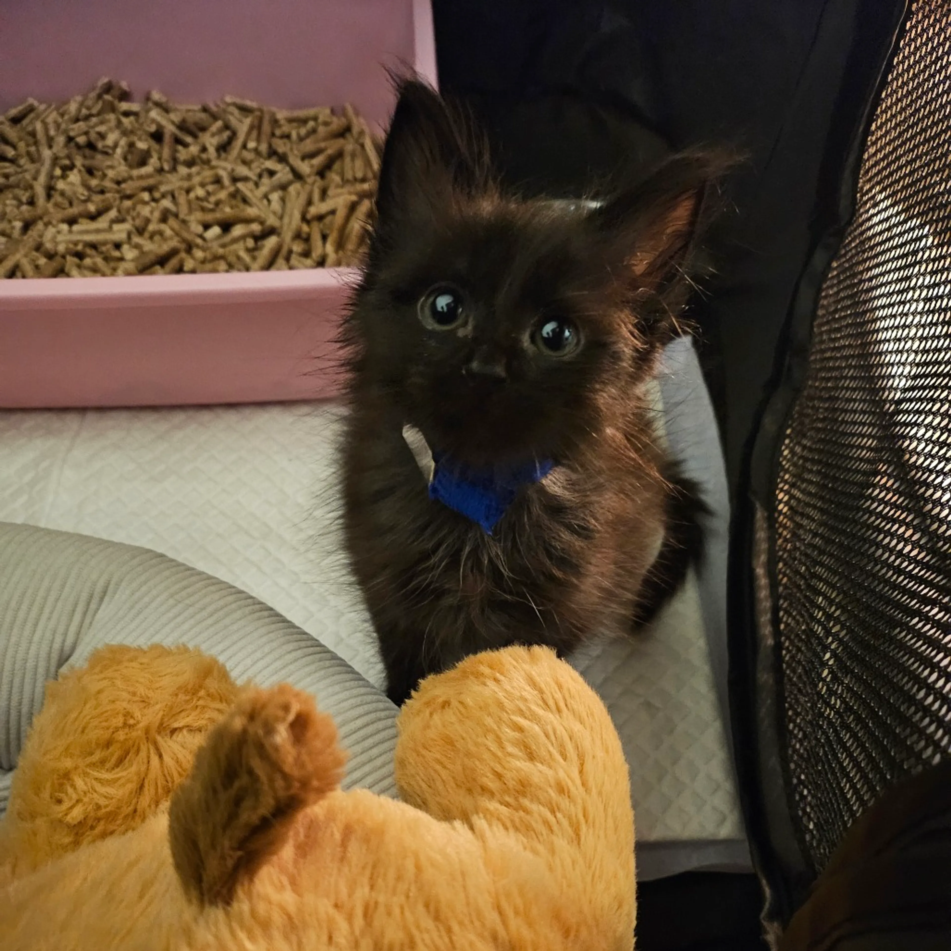 Found pet-2