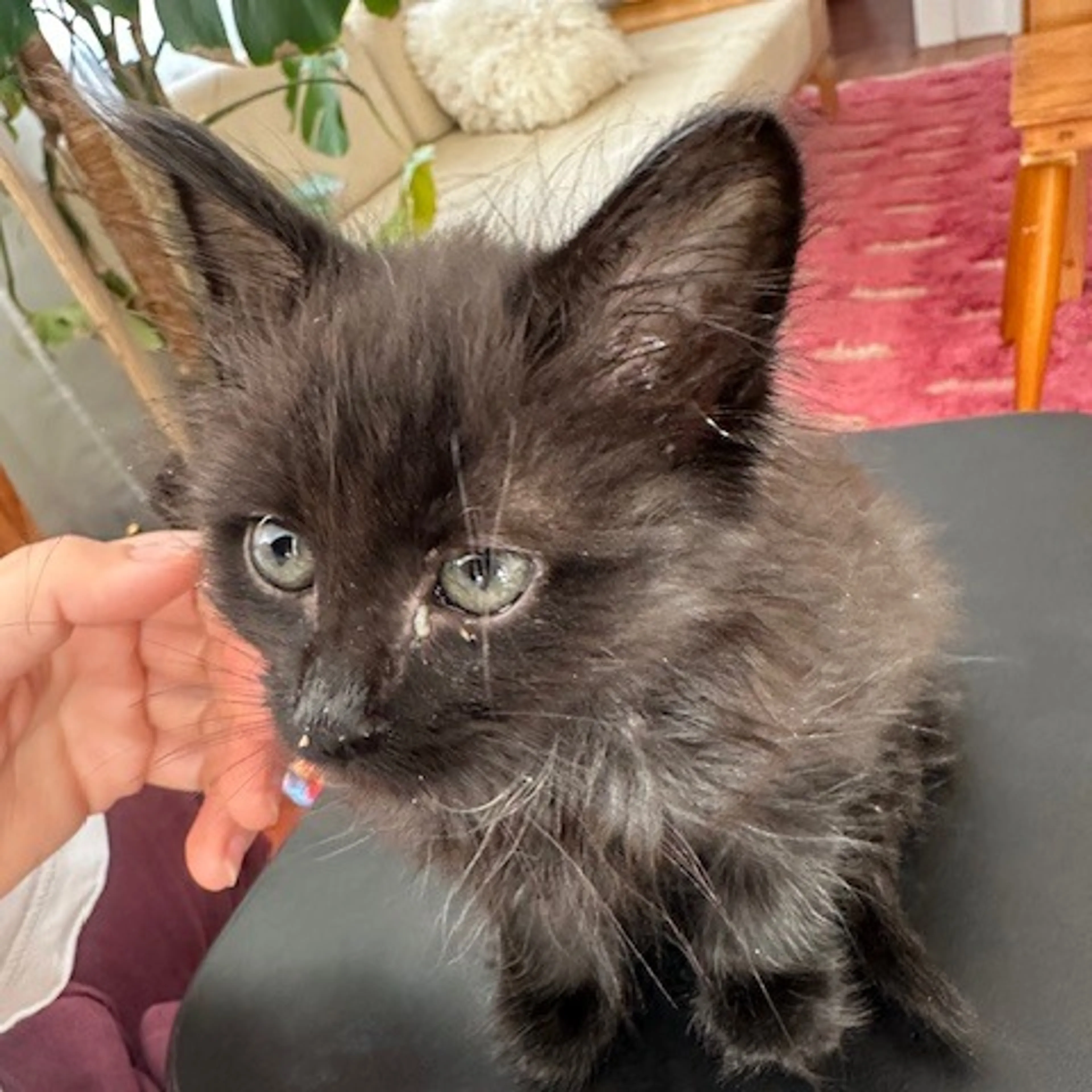 Found pet-4