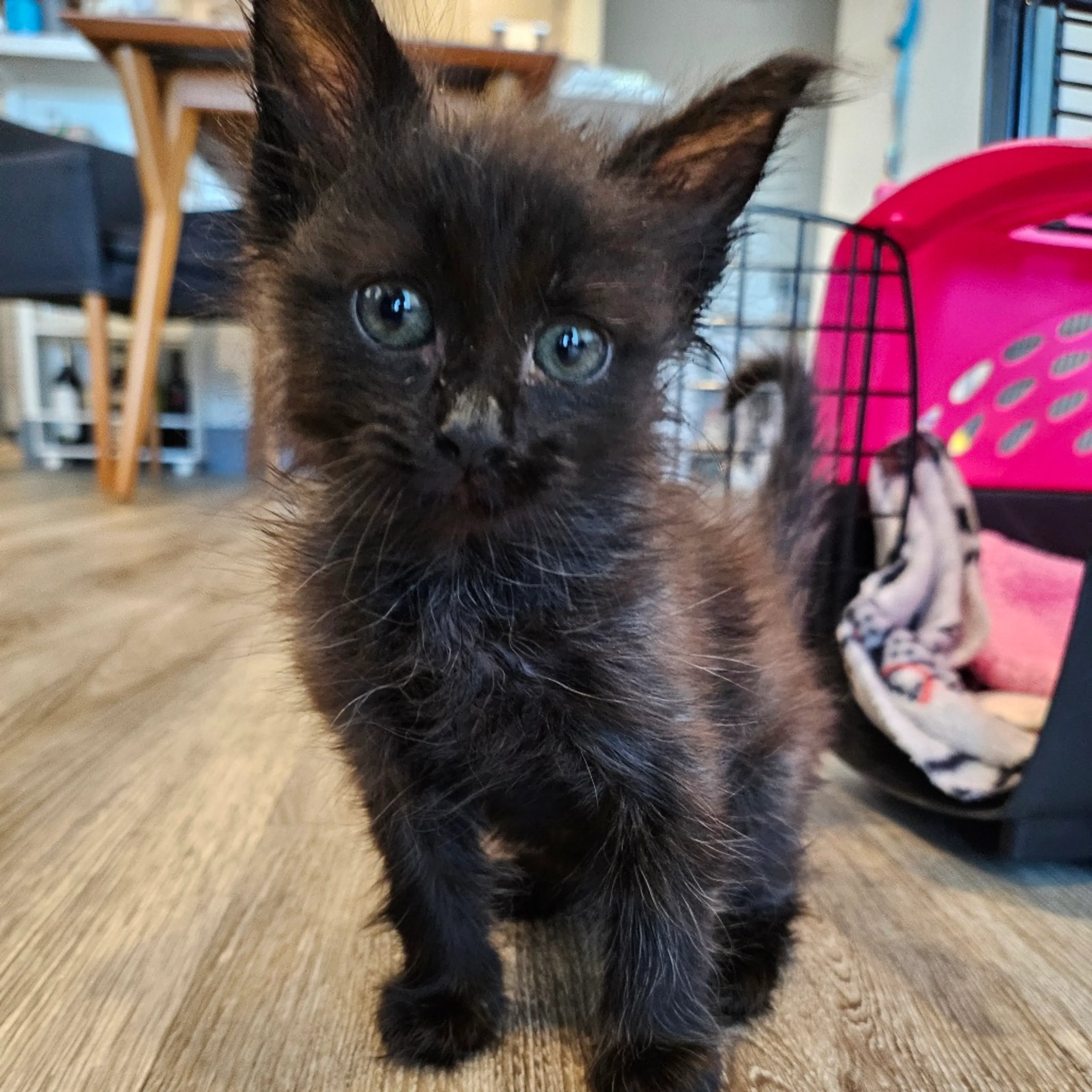 Found pet-1