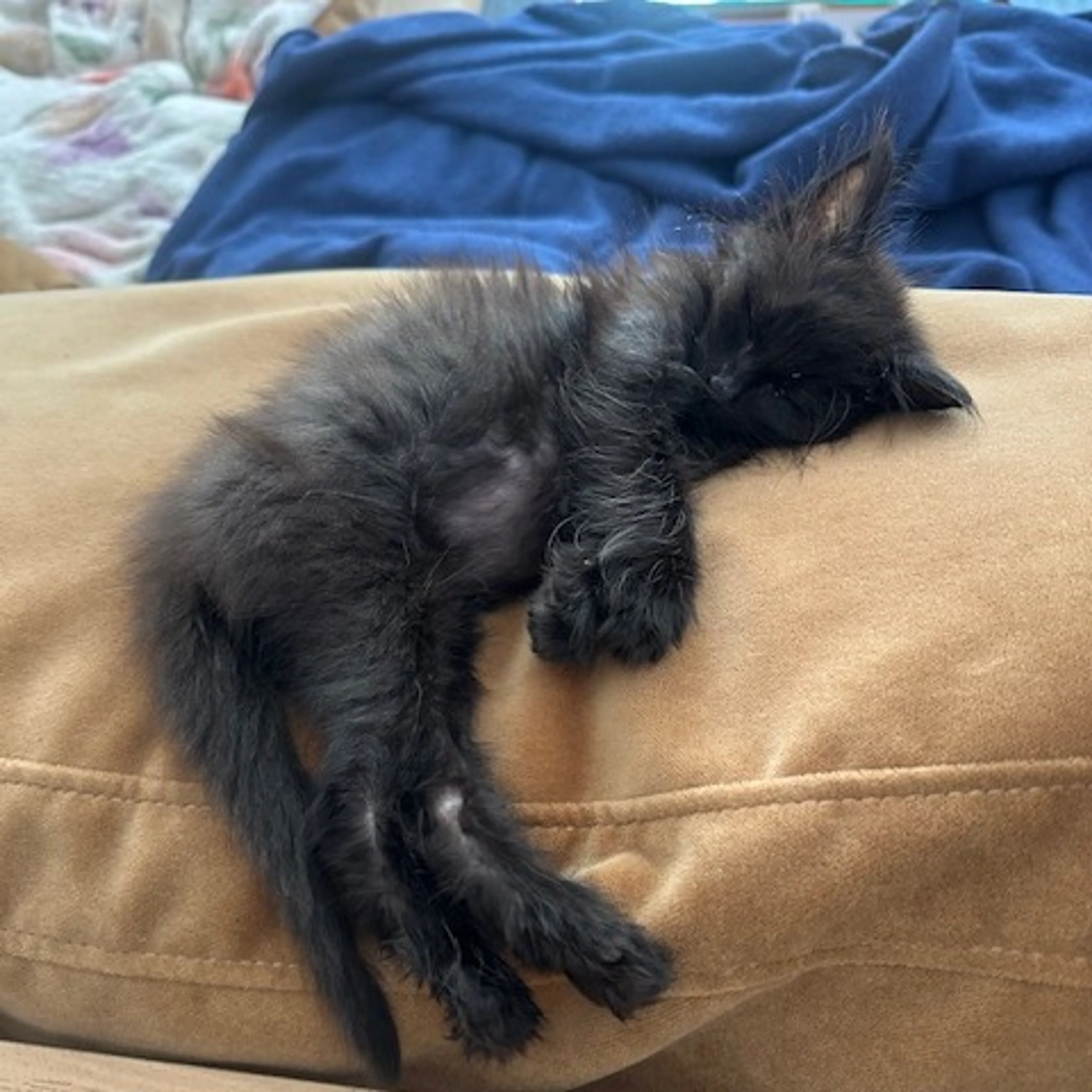 Found pet-3