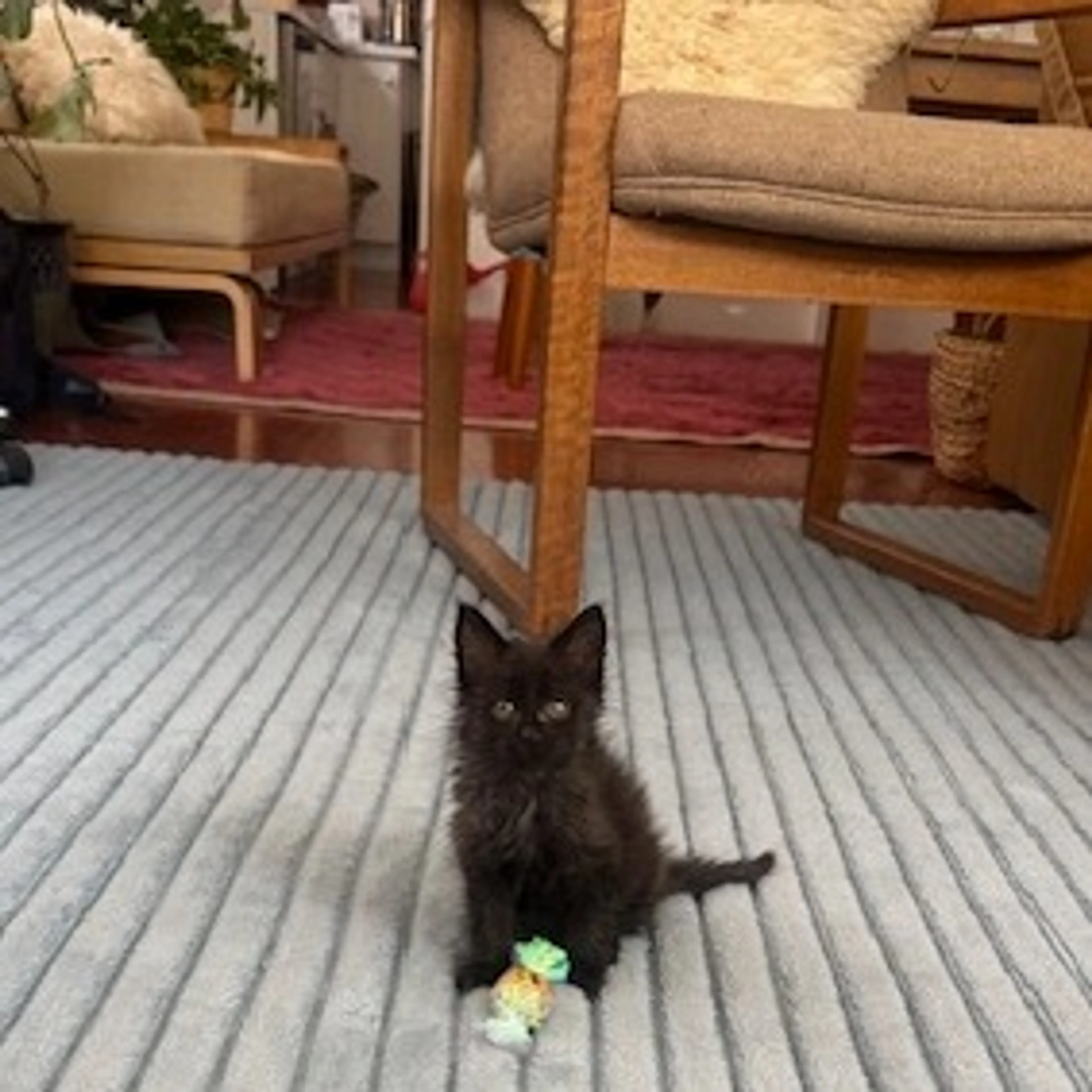 Found pet-0