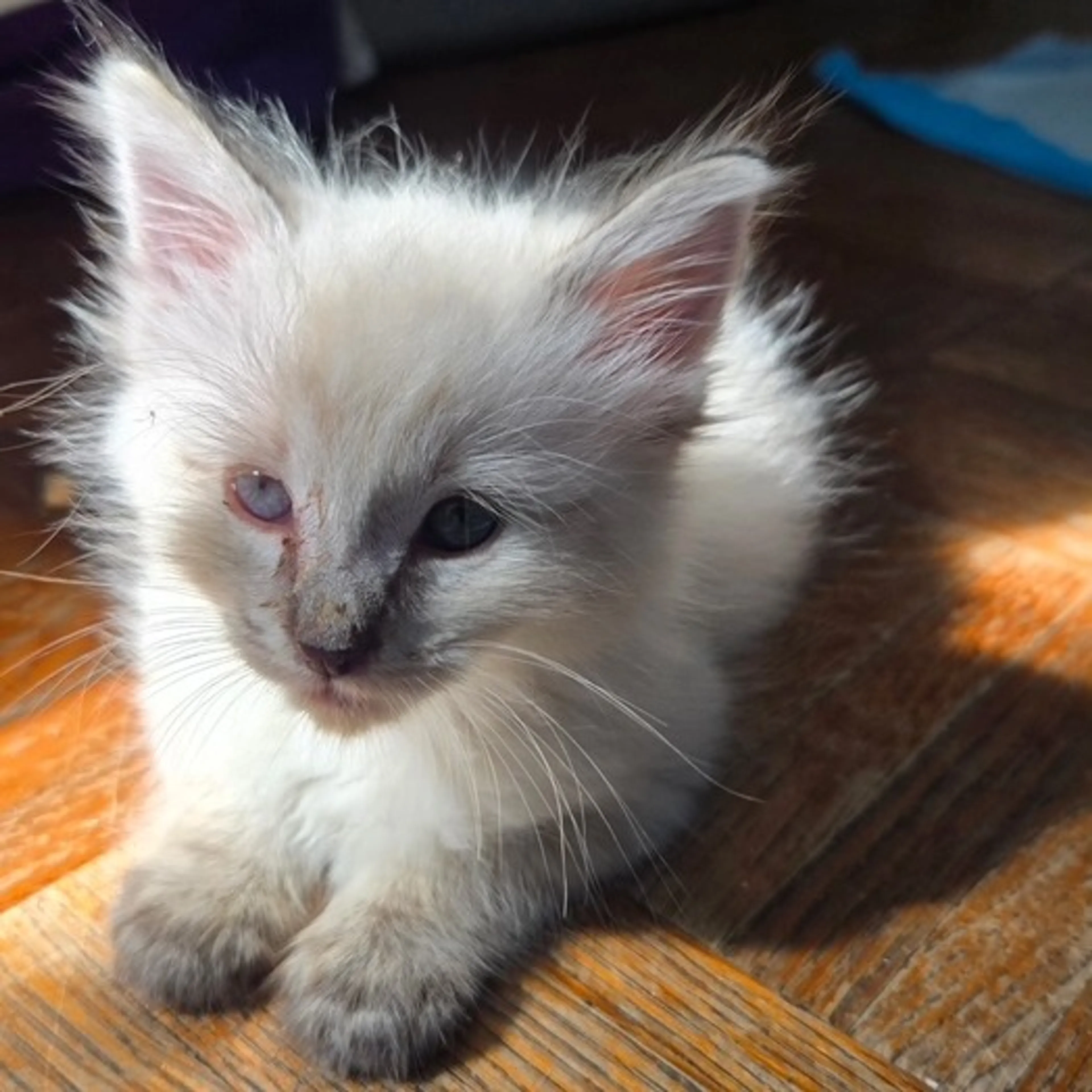 Found pet-2