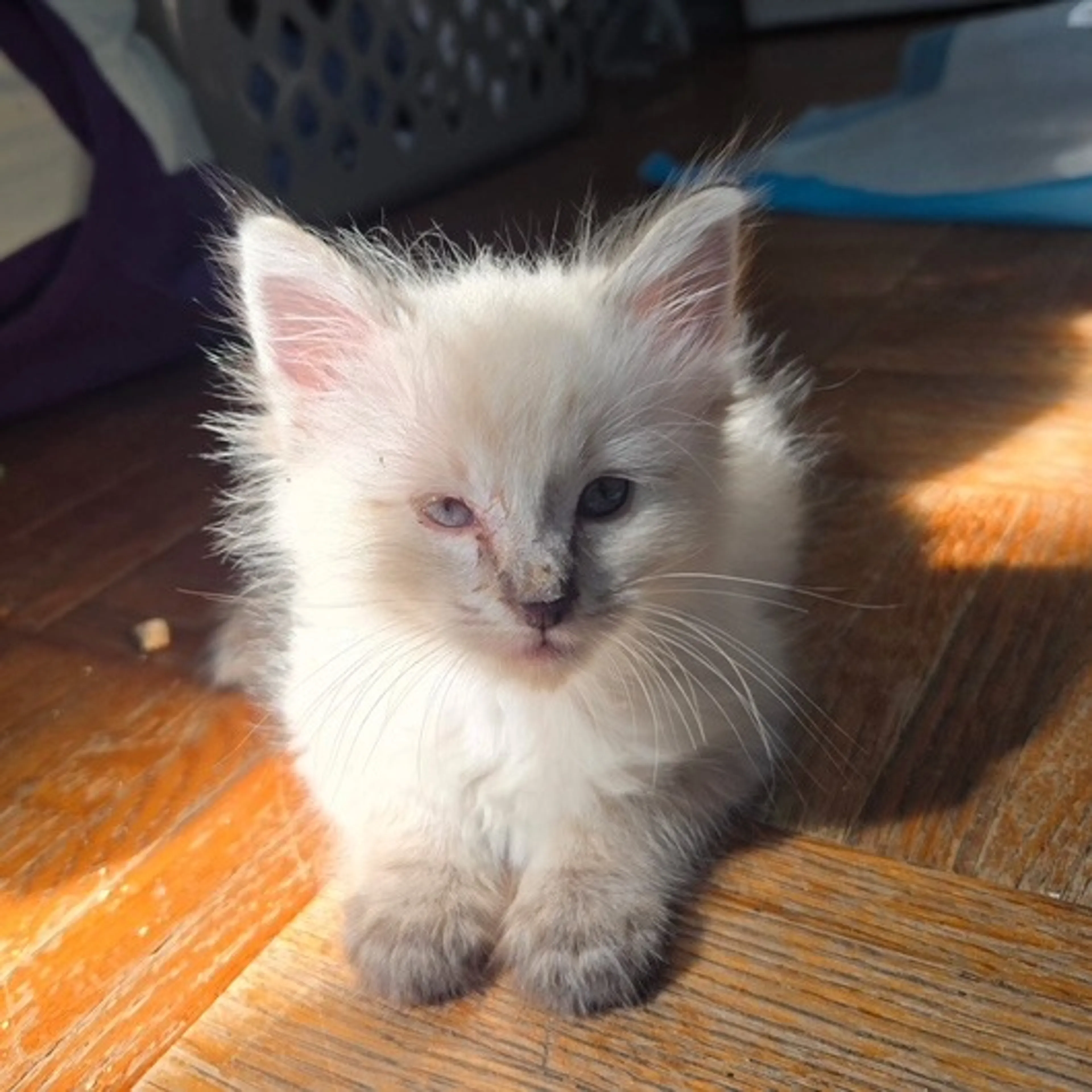Found pet-0