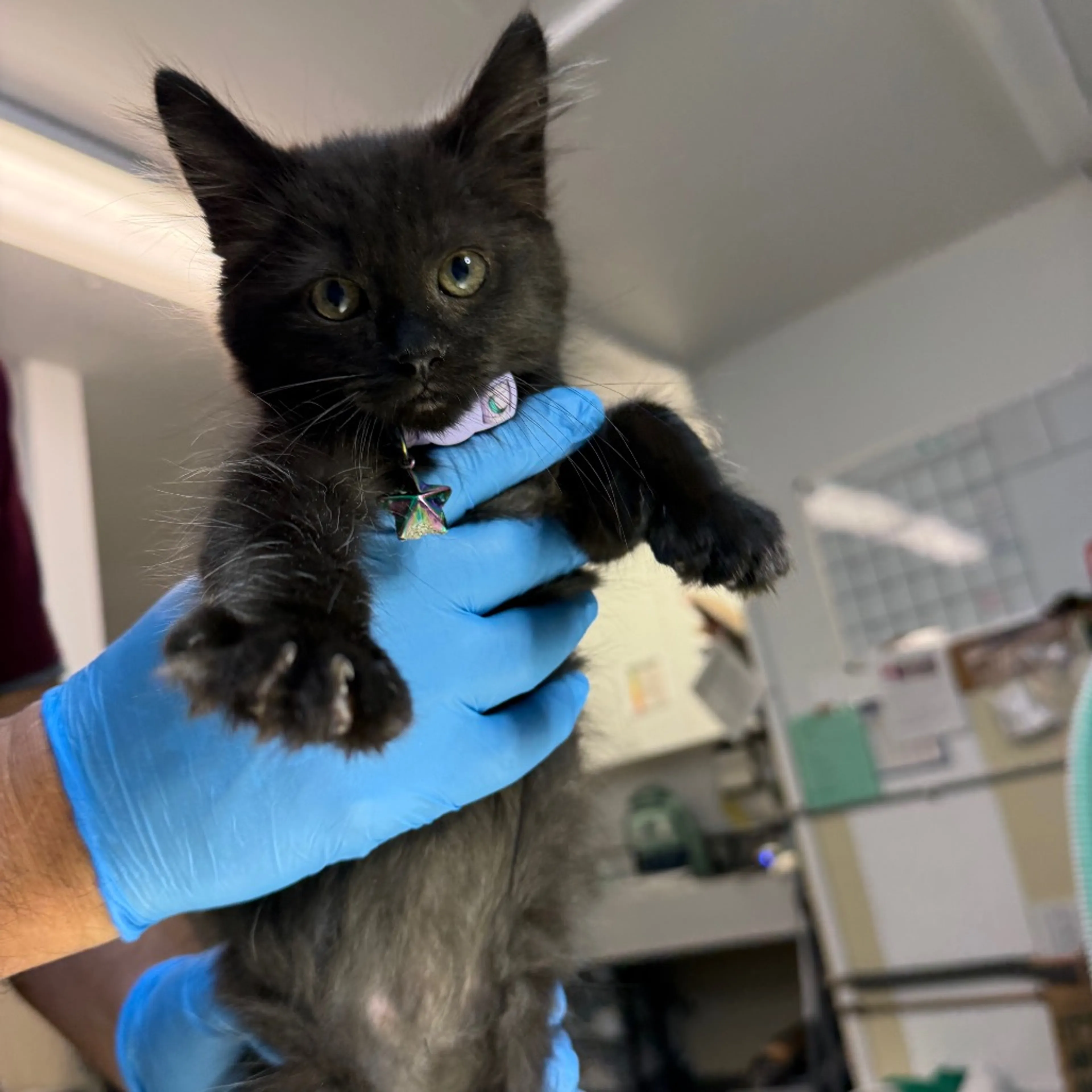 Found pet