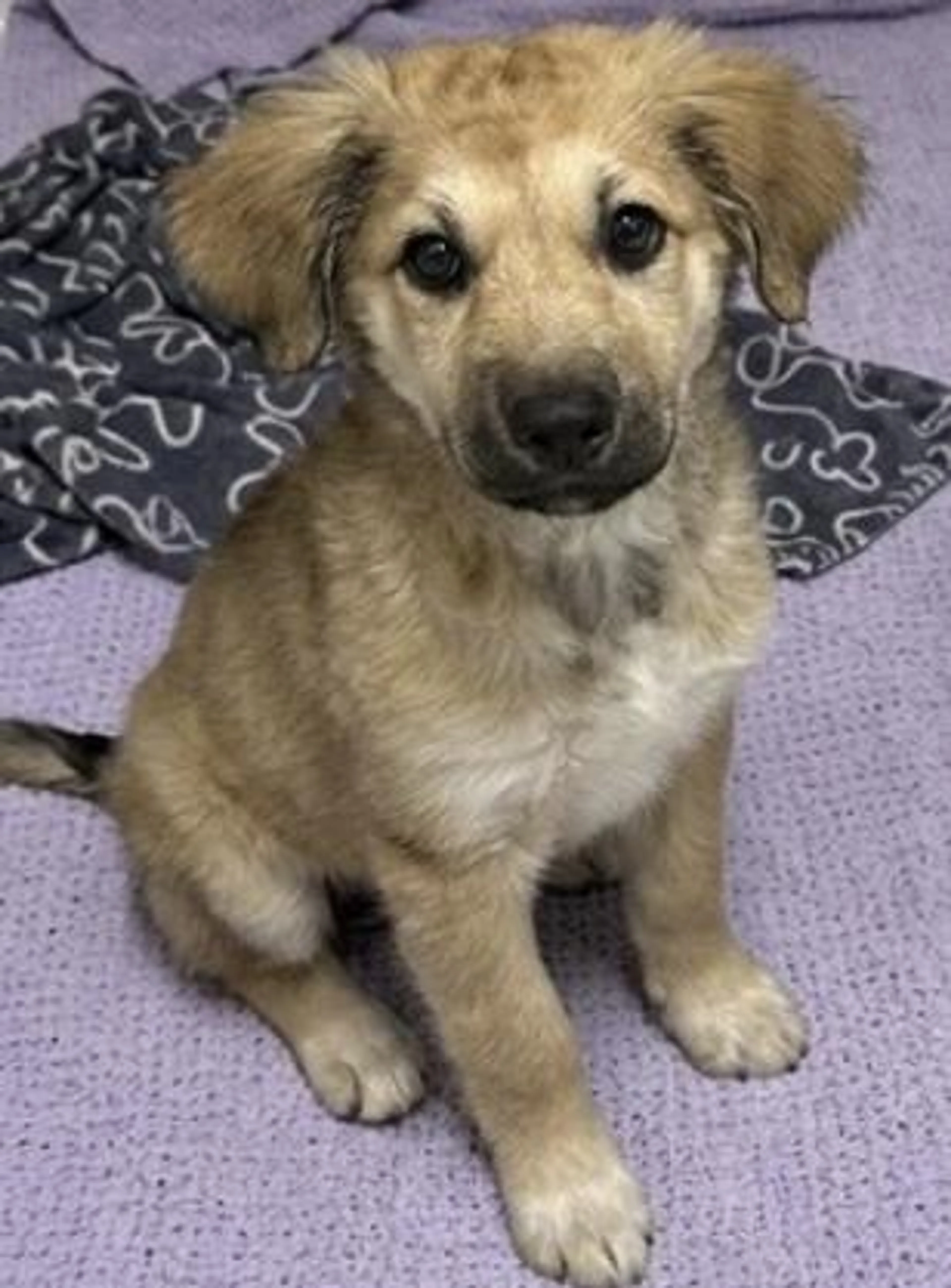 Found pet-1