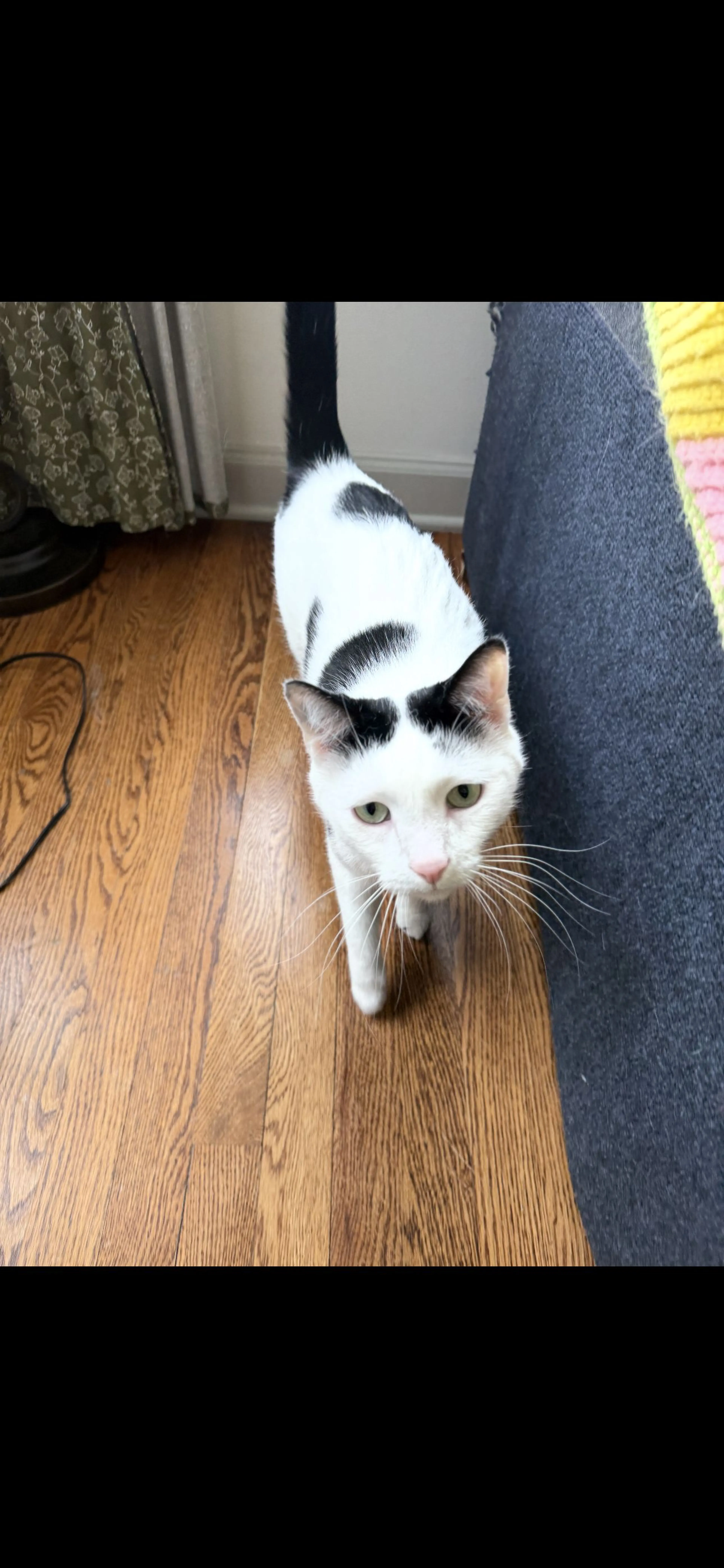 Lost pet