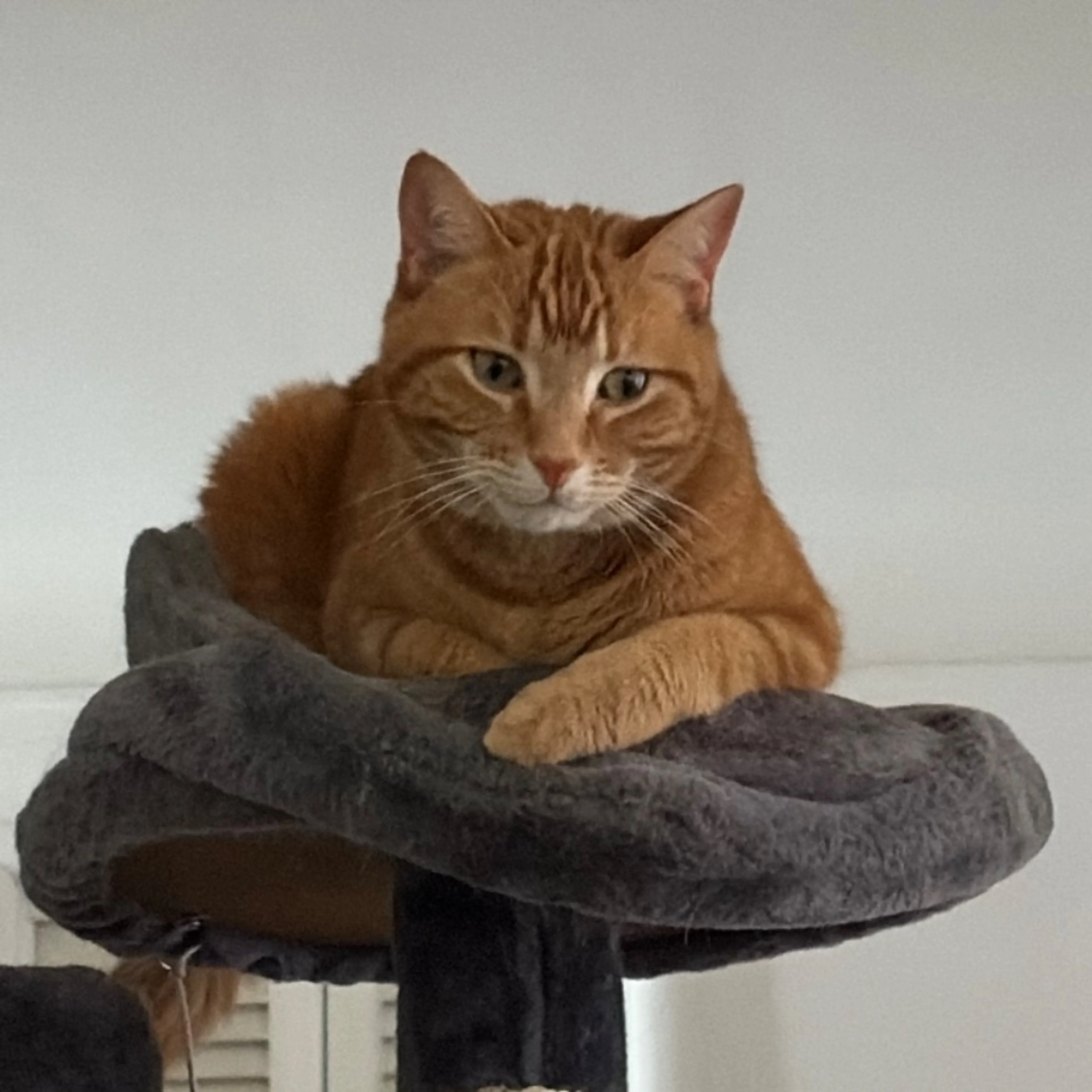 Lost pet