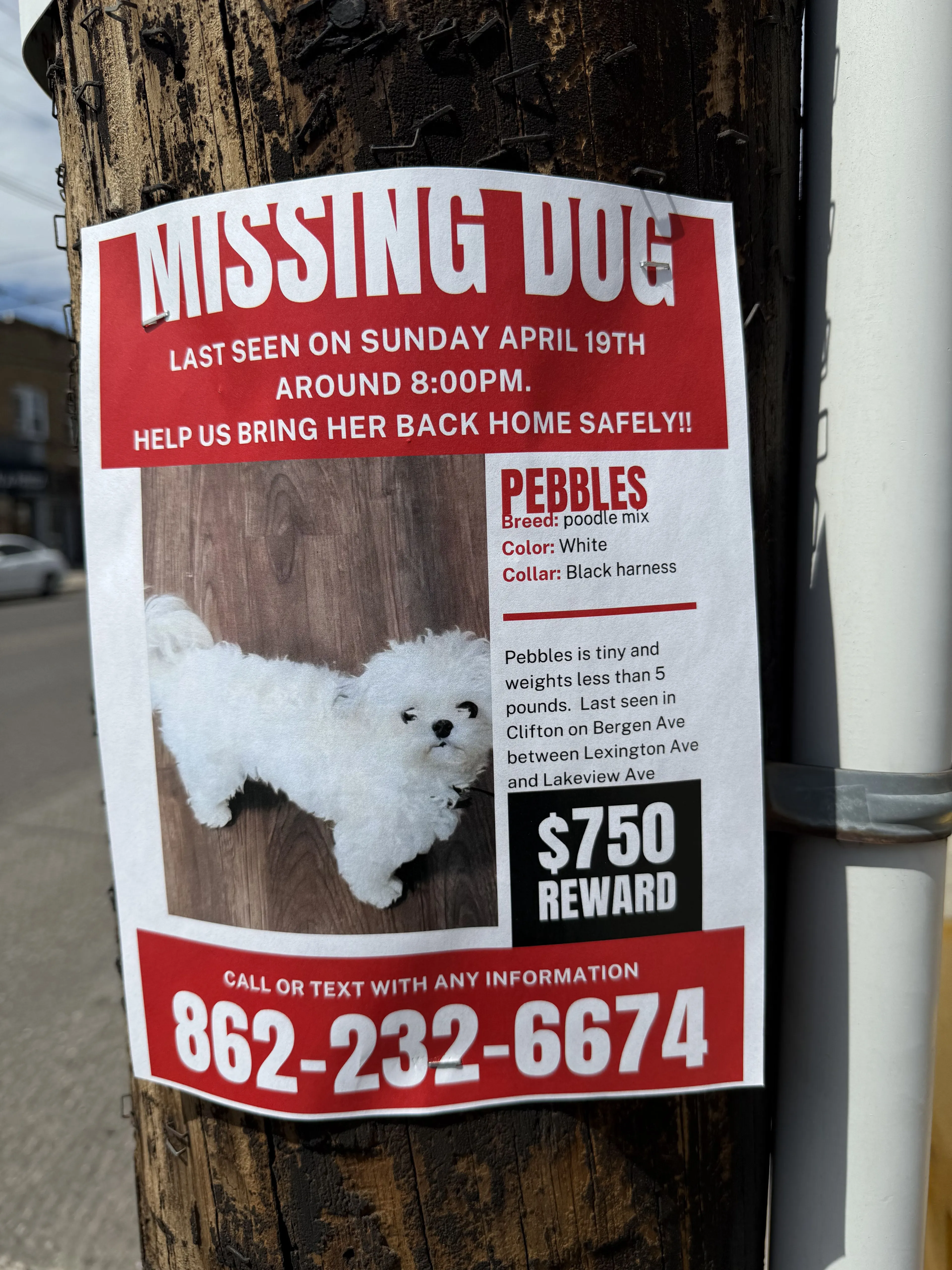 Lost pet