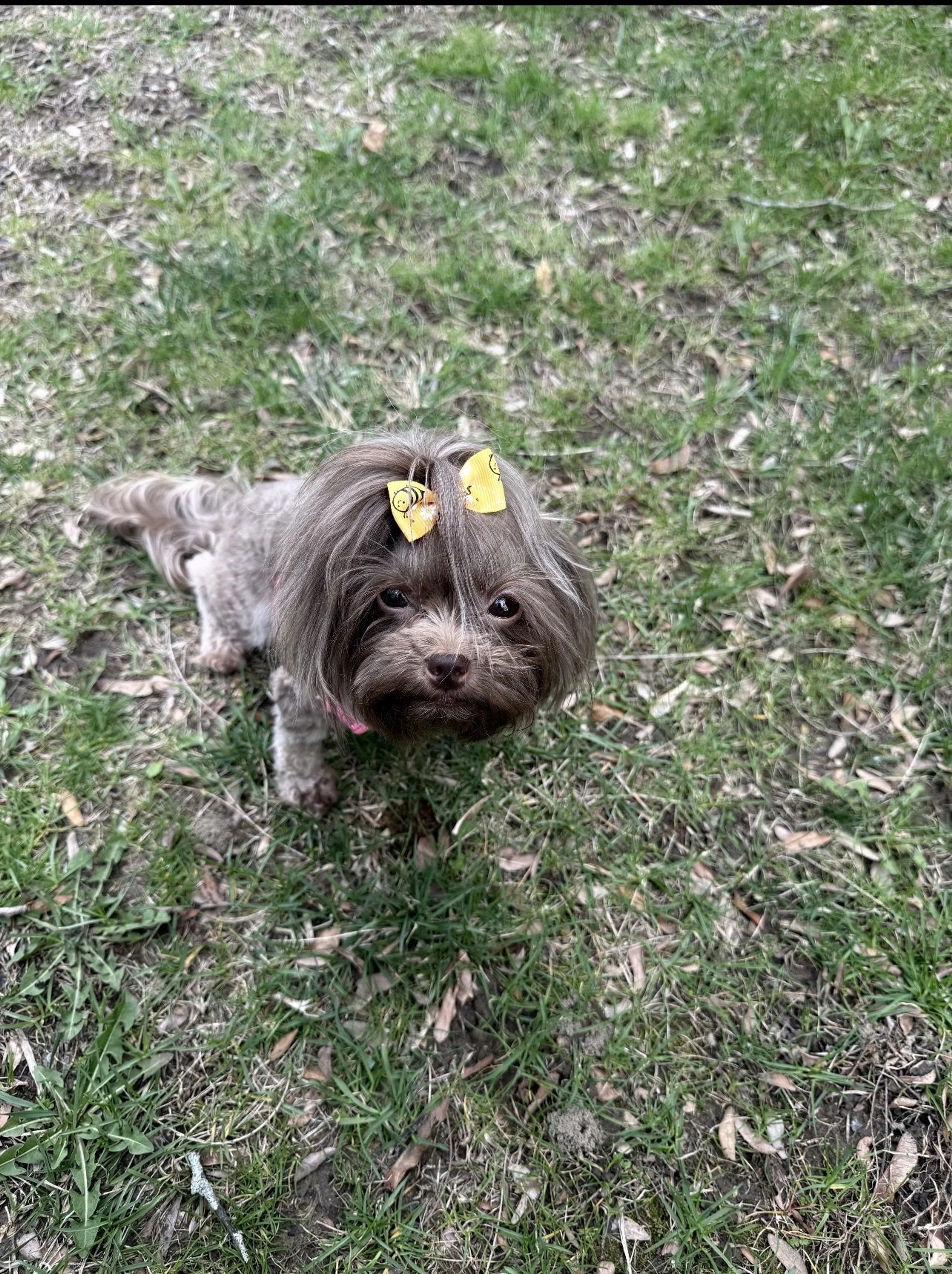 Lost pet