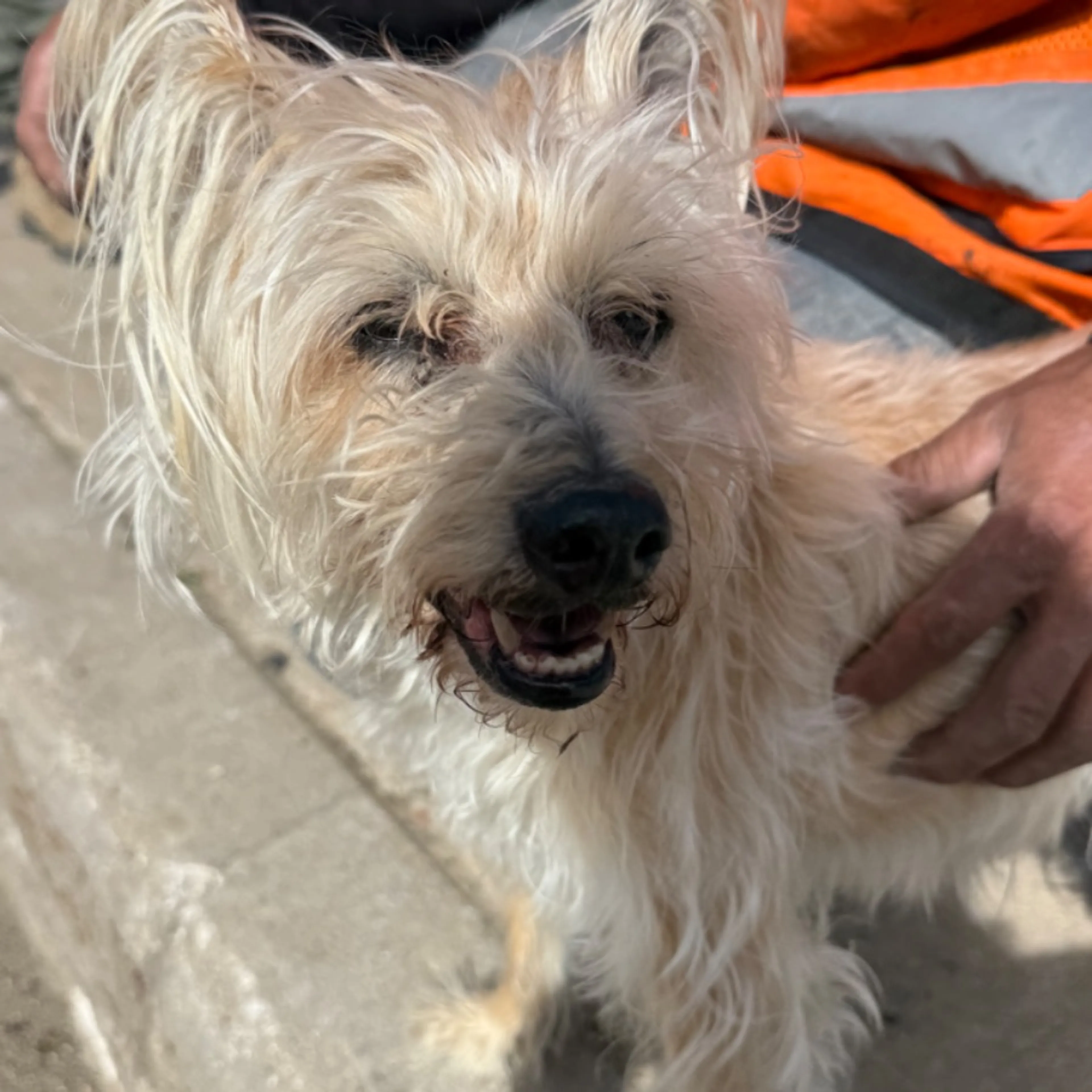 Found pet