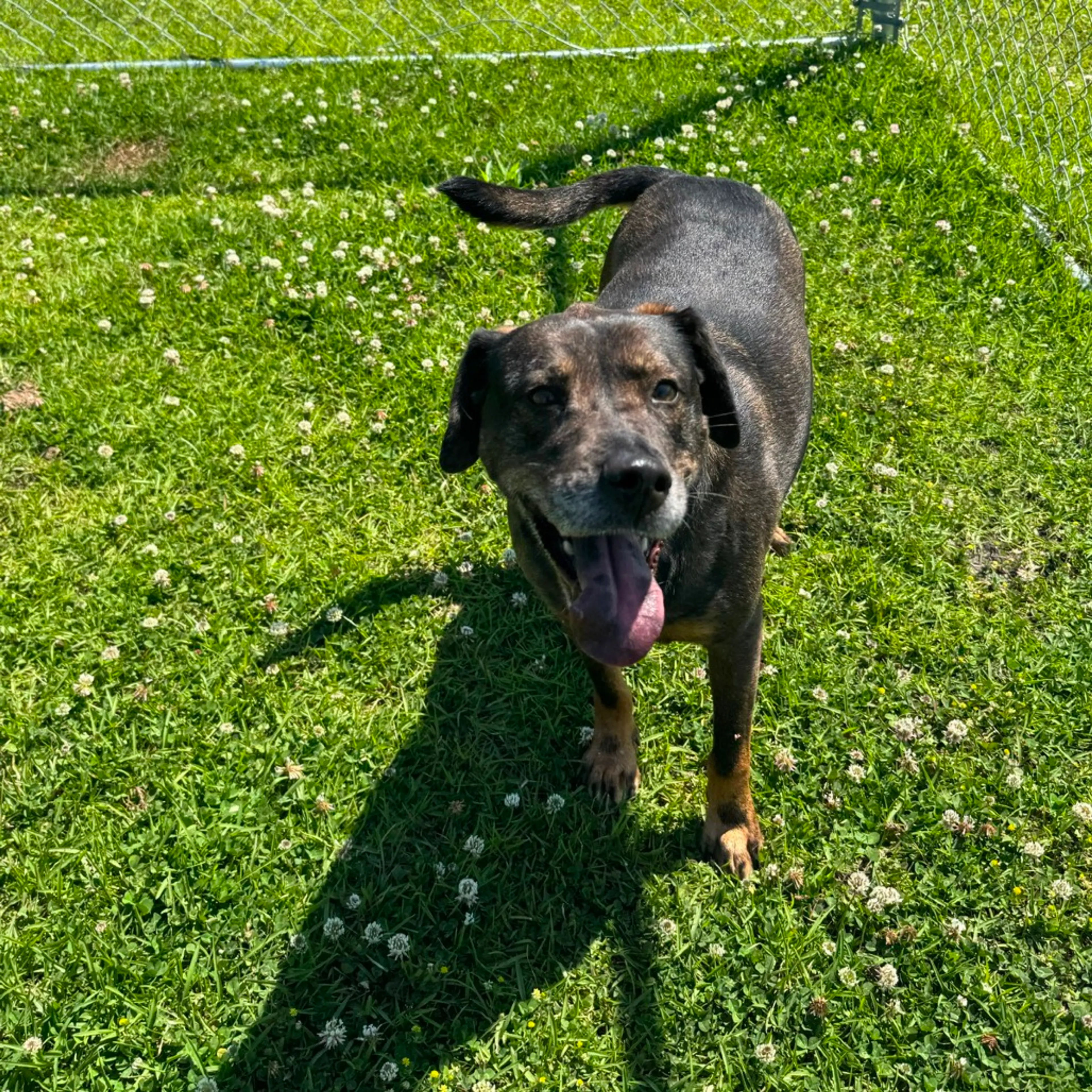 Found pet
