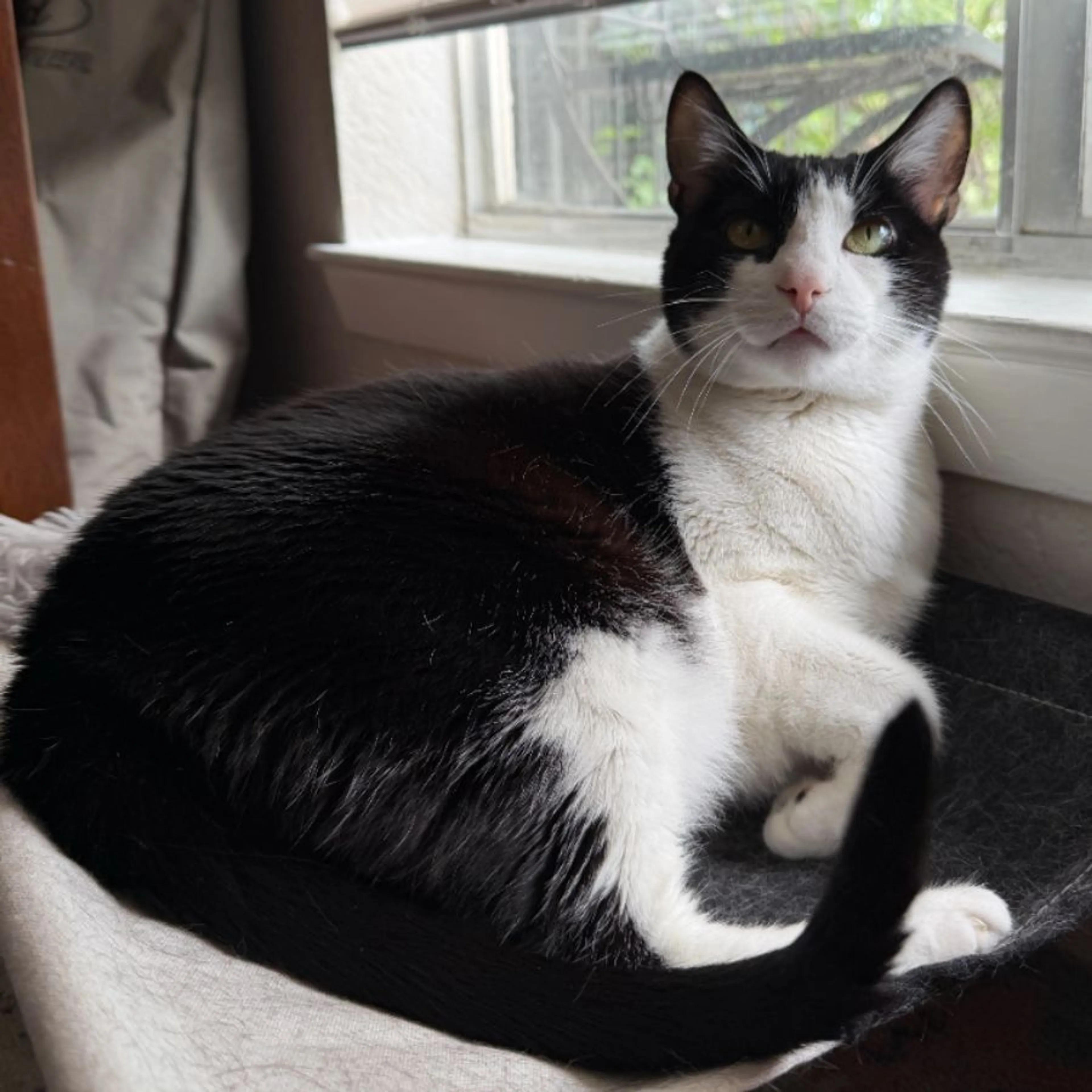 Lost pet