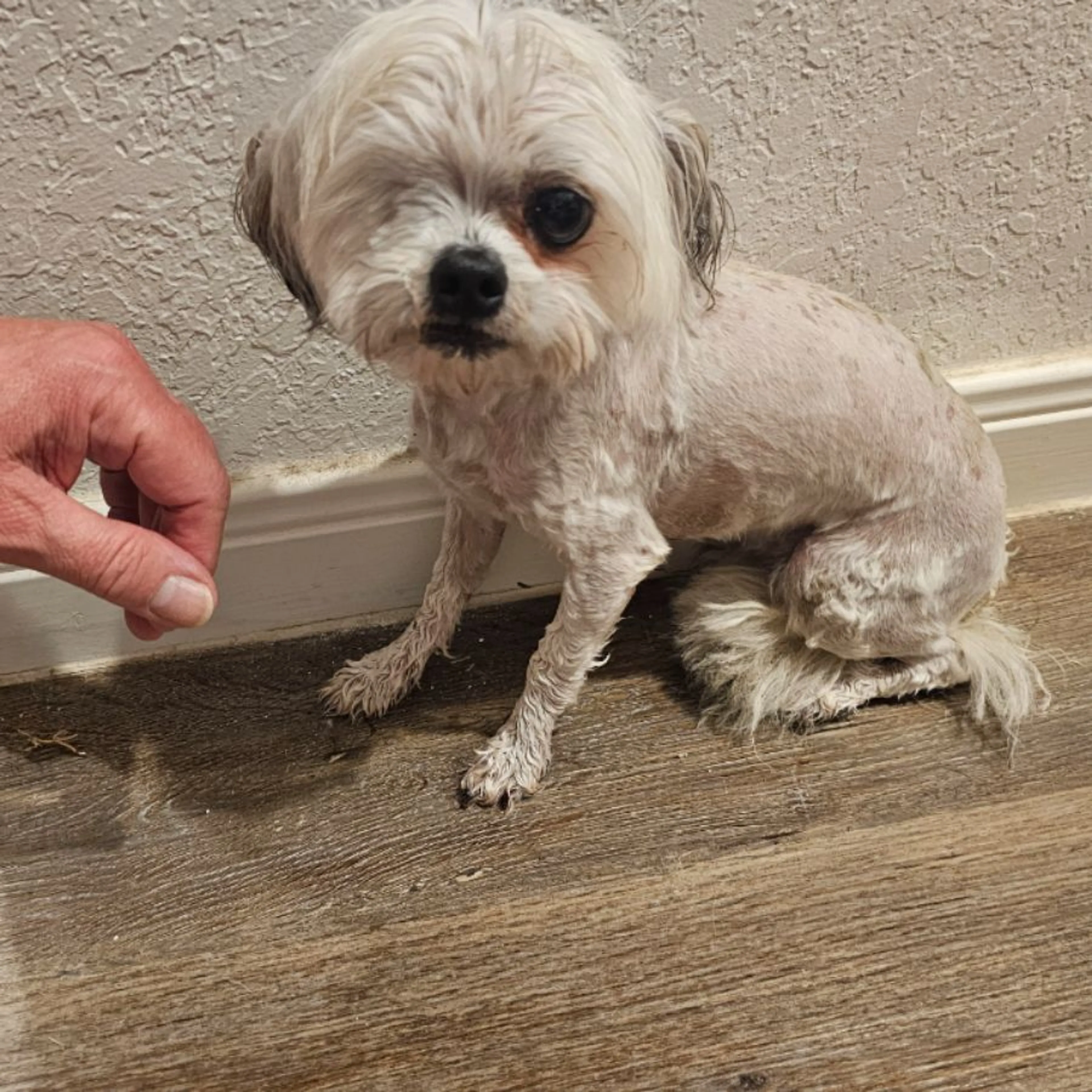 Found pet