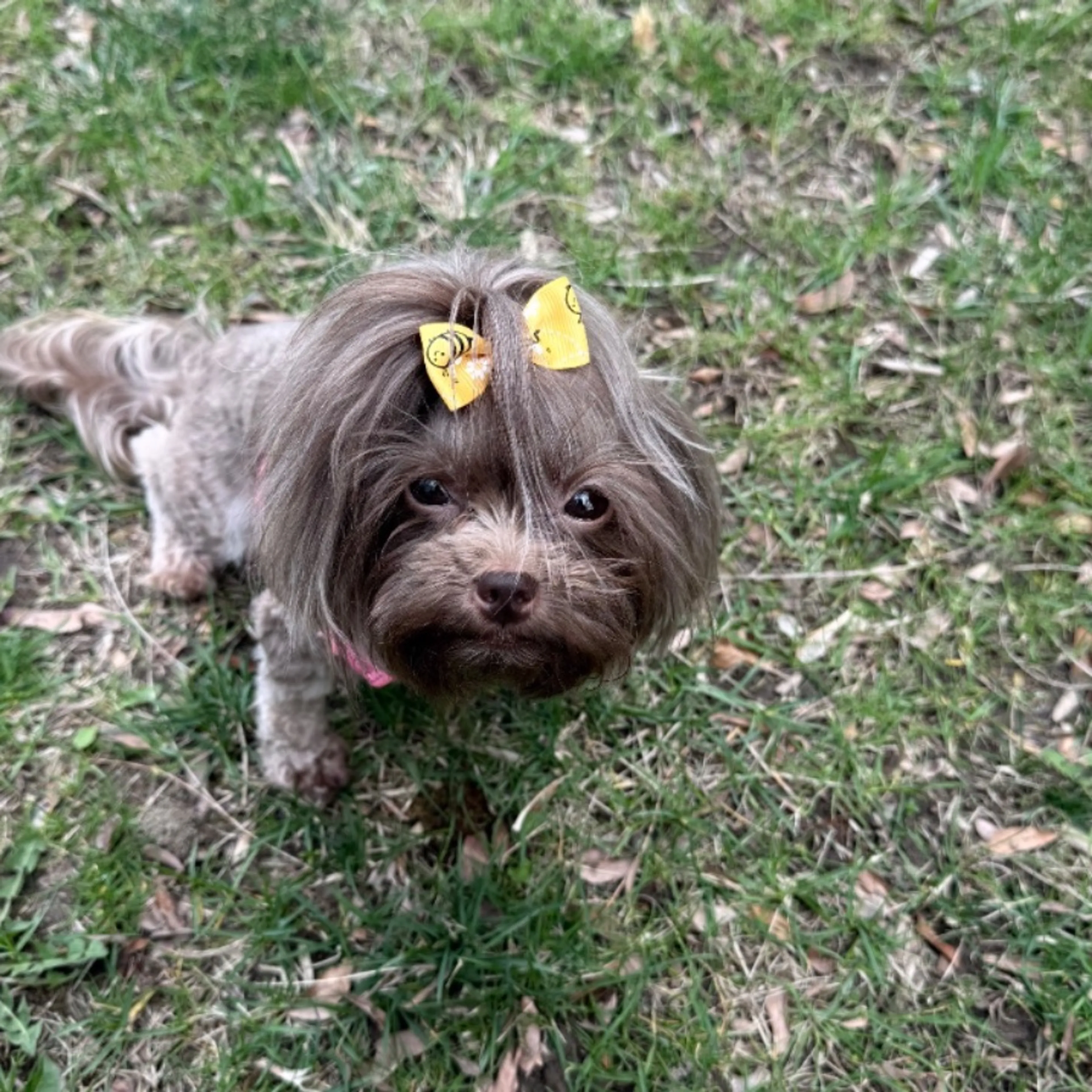 Lost pet