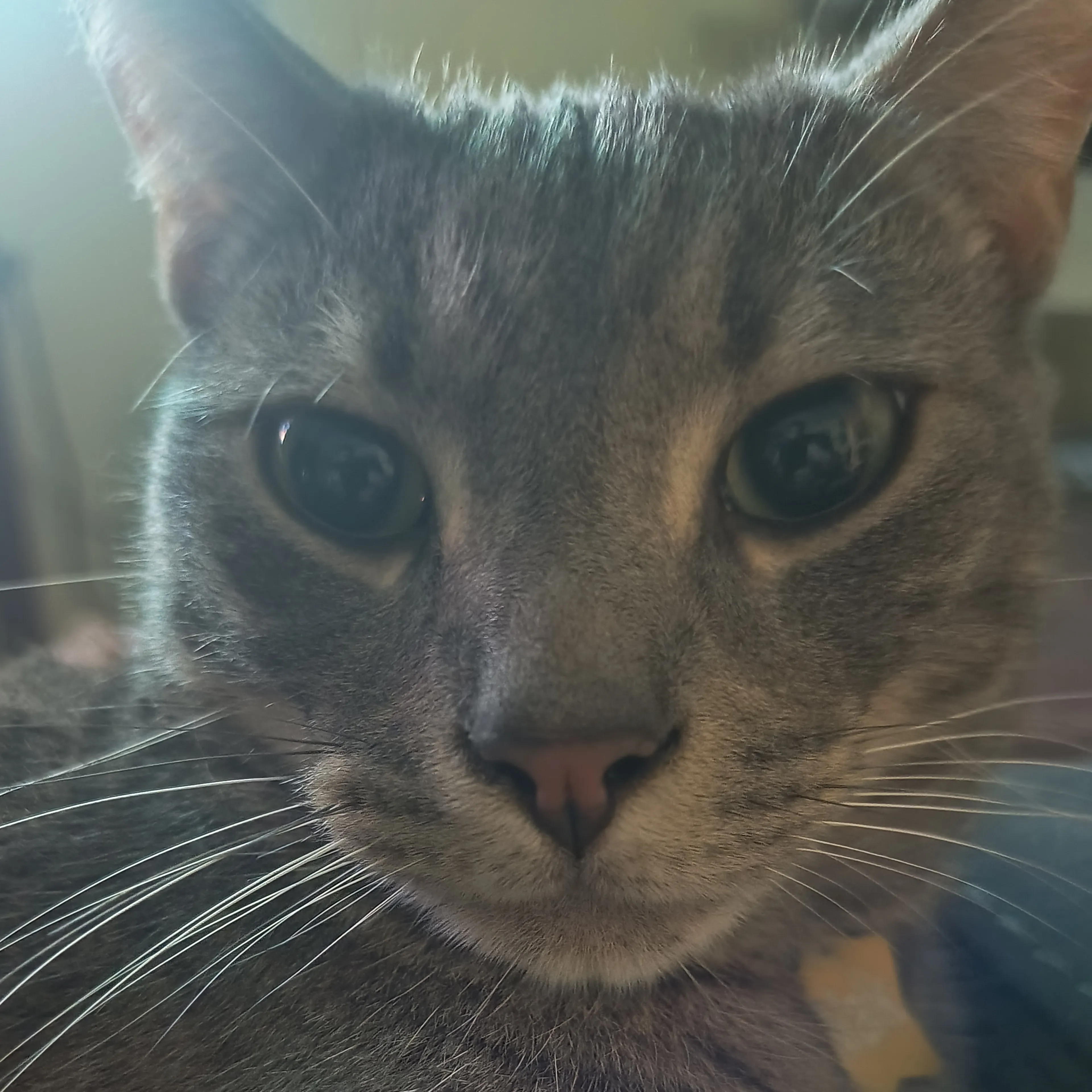 Lost pet-2