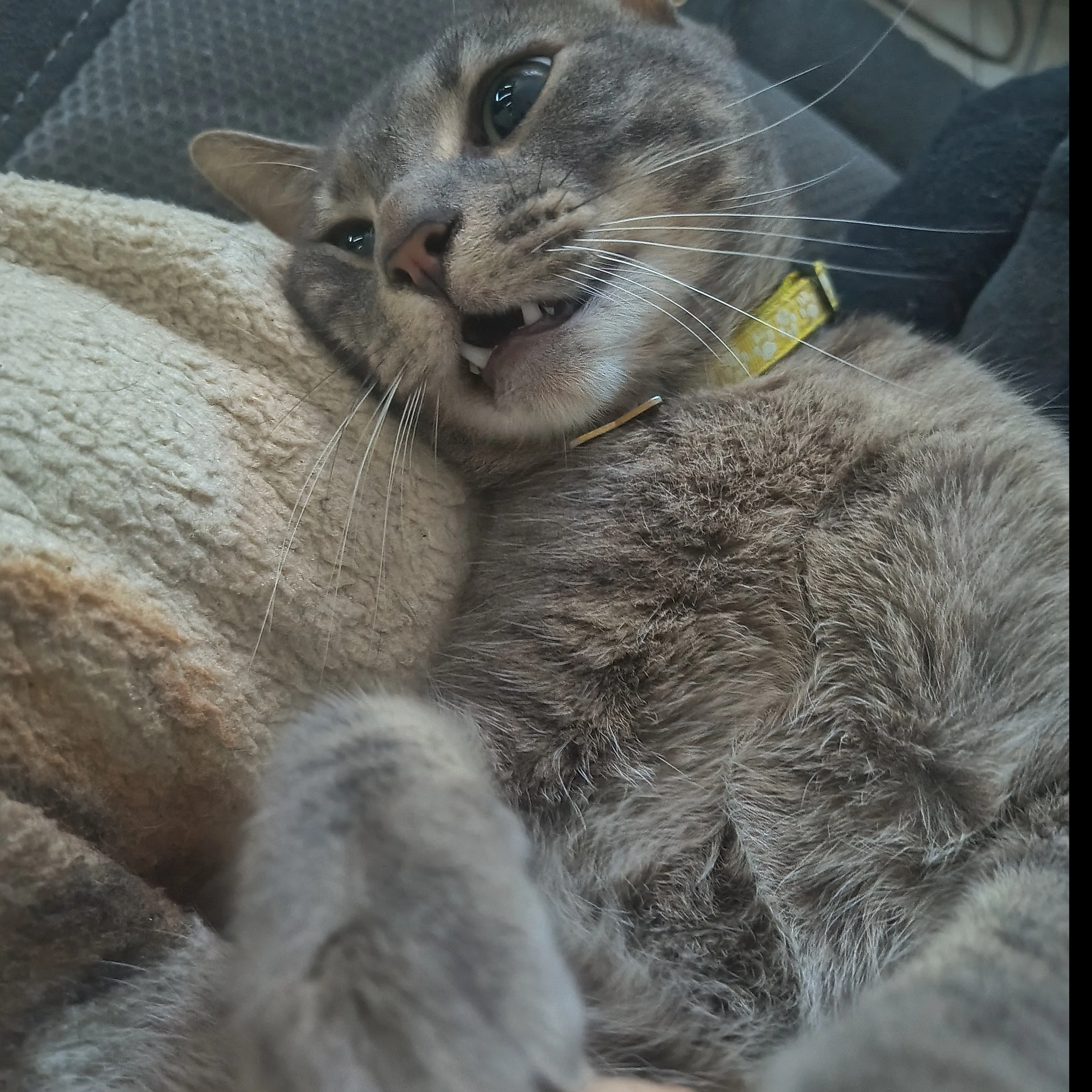 Lost pet-1