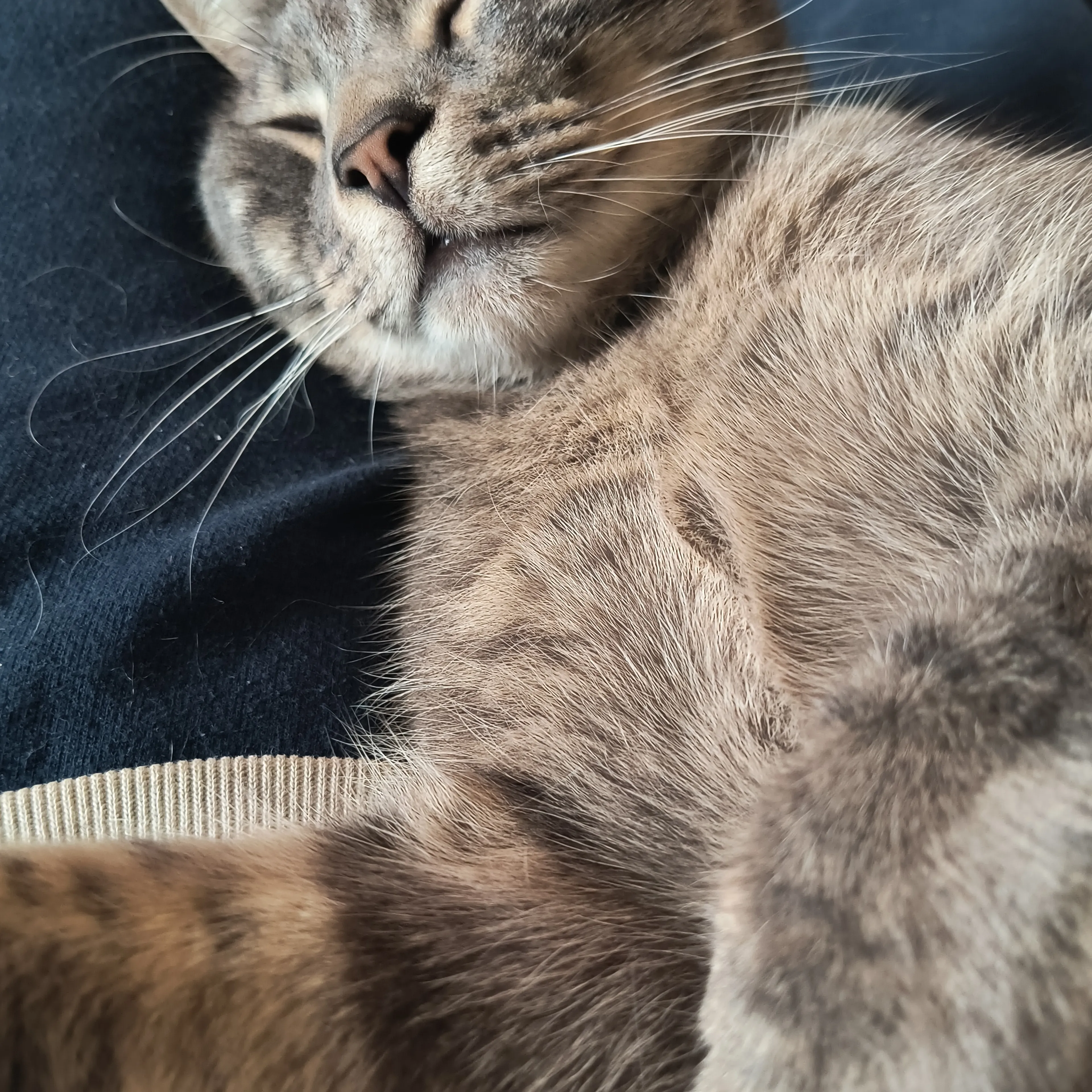 Lost pet-3
