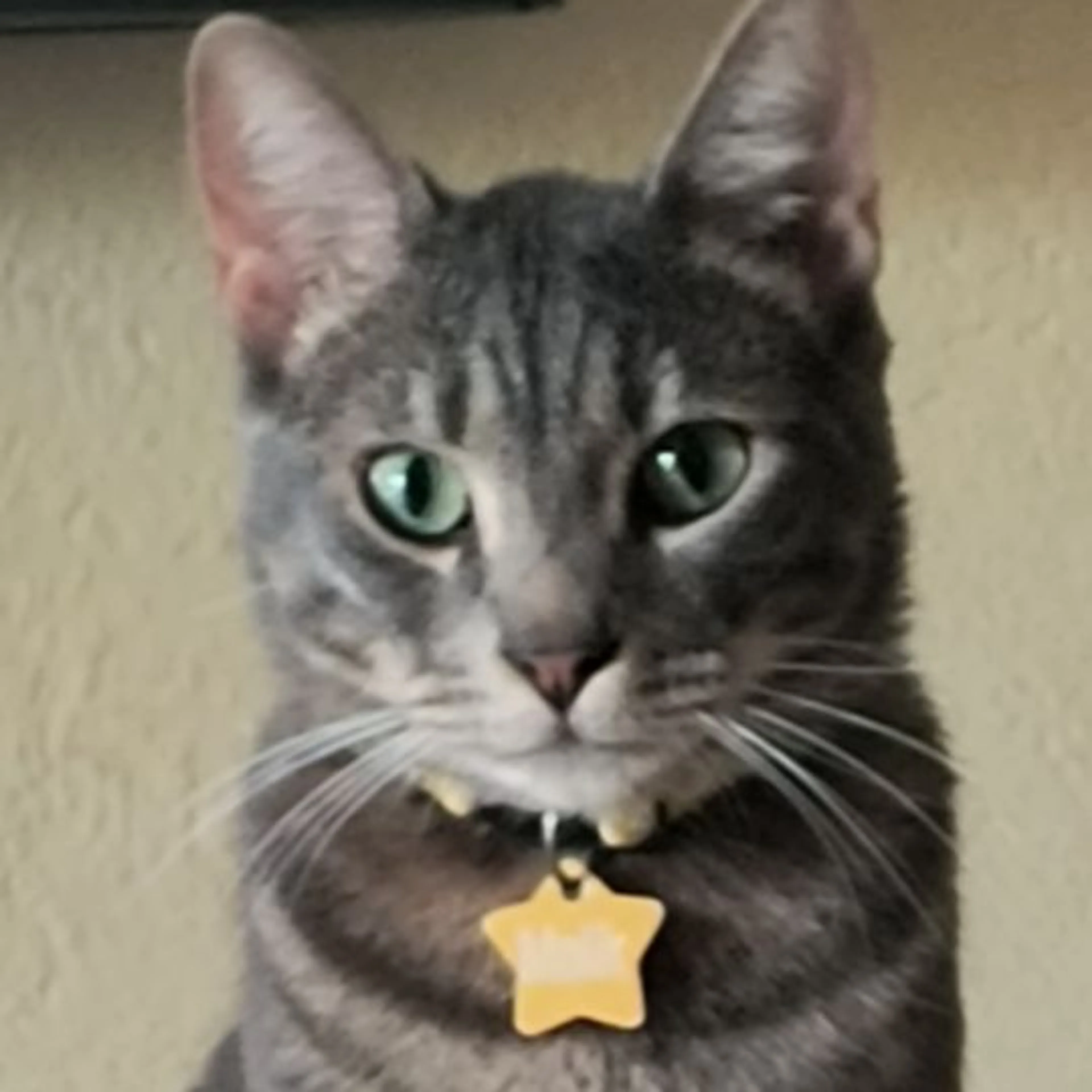 Lost pet-0