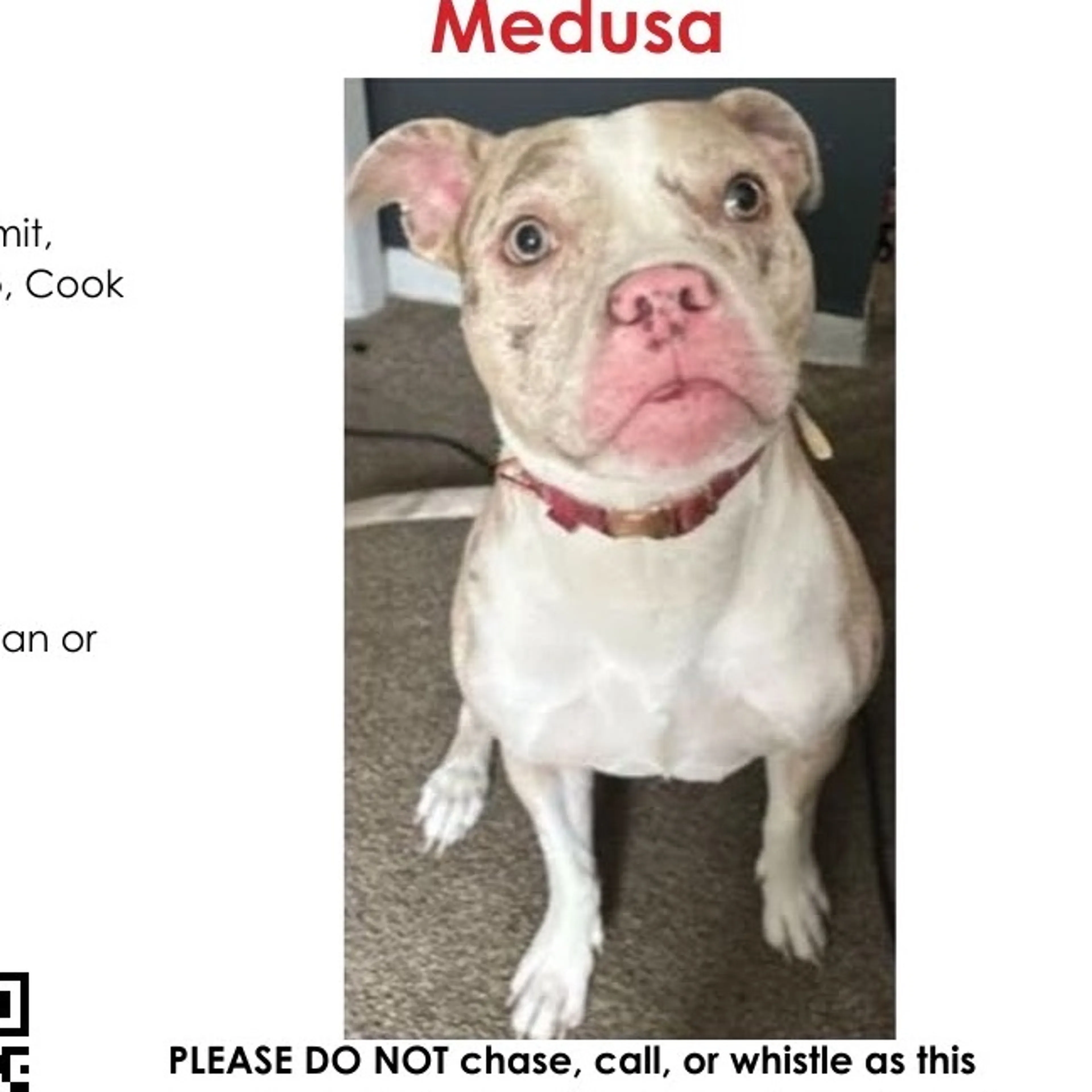 Lost pet