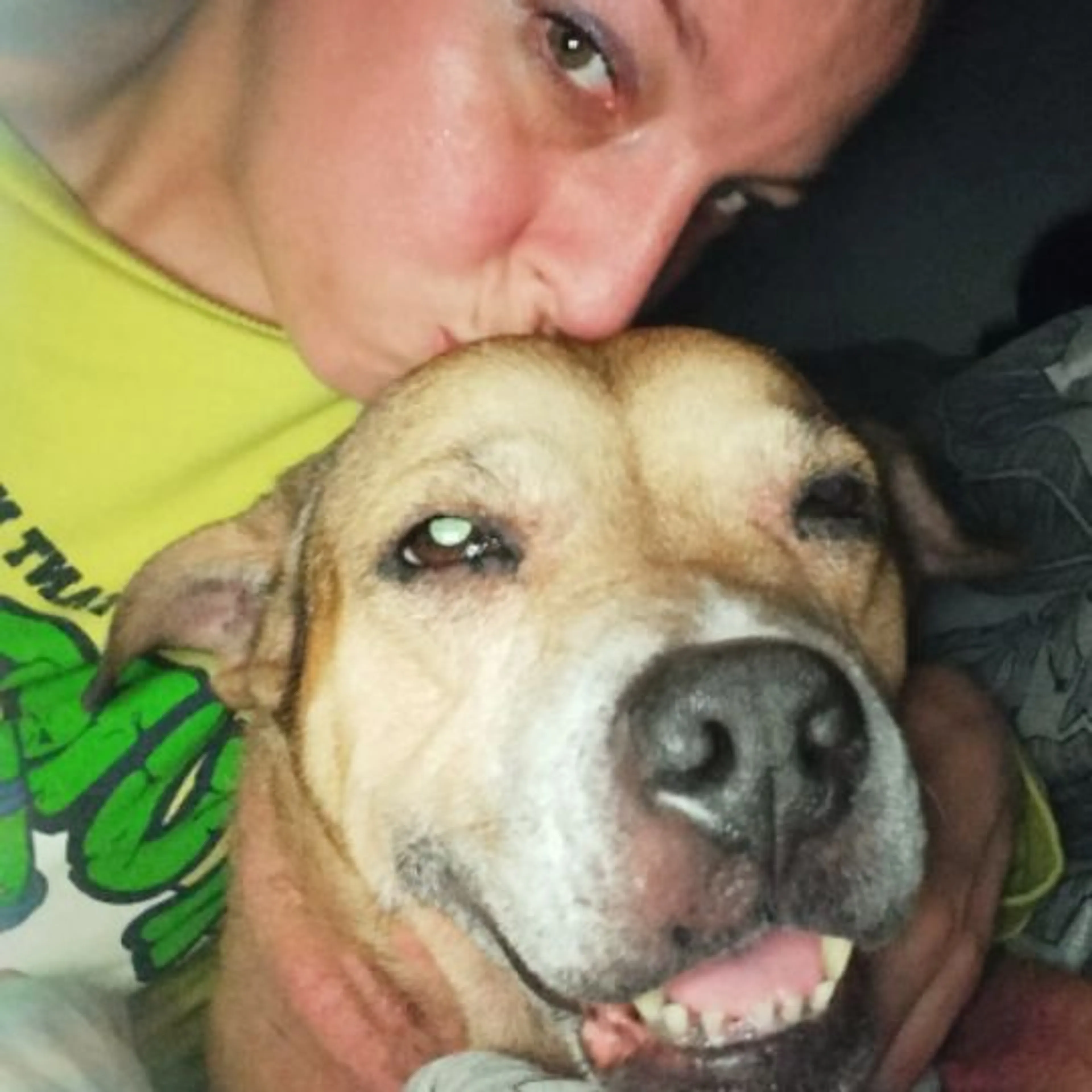 Lost pet