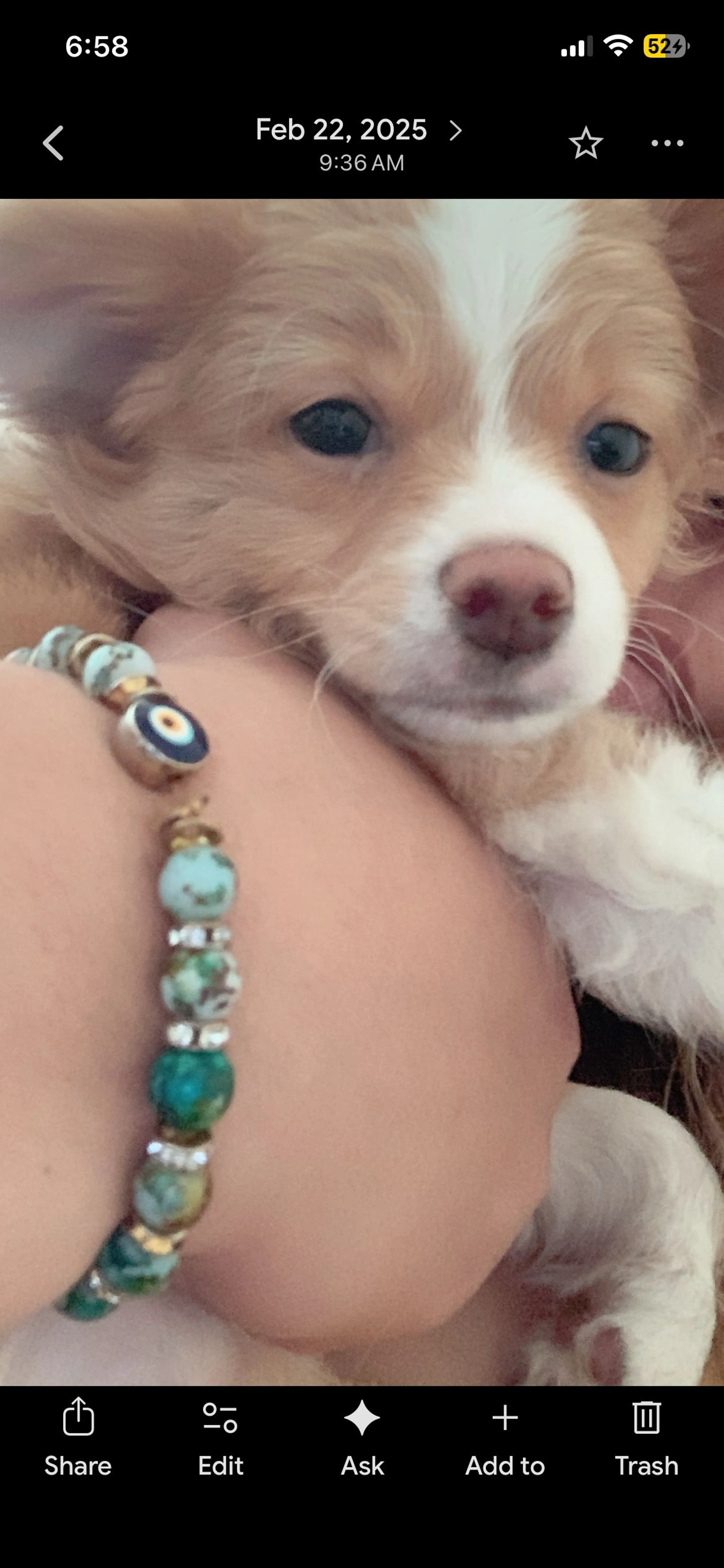 Lost pet