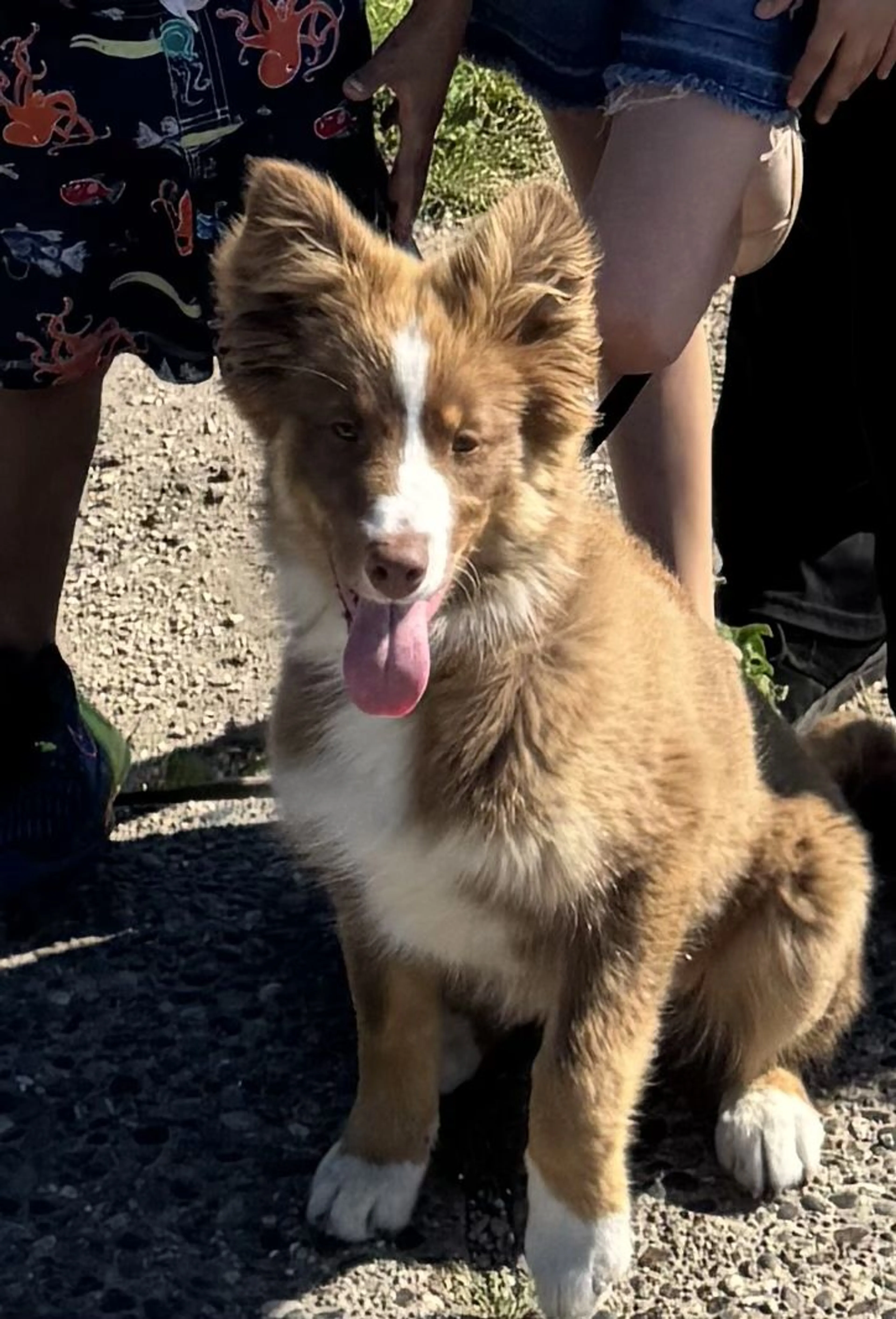 Lost pet-3