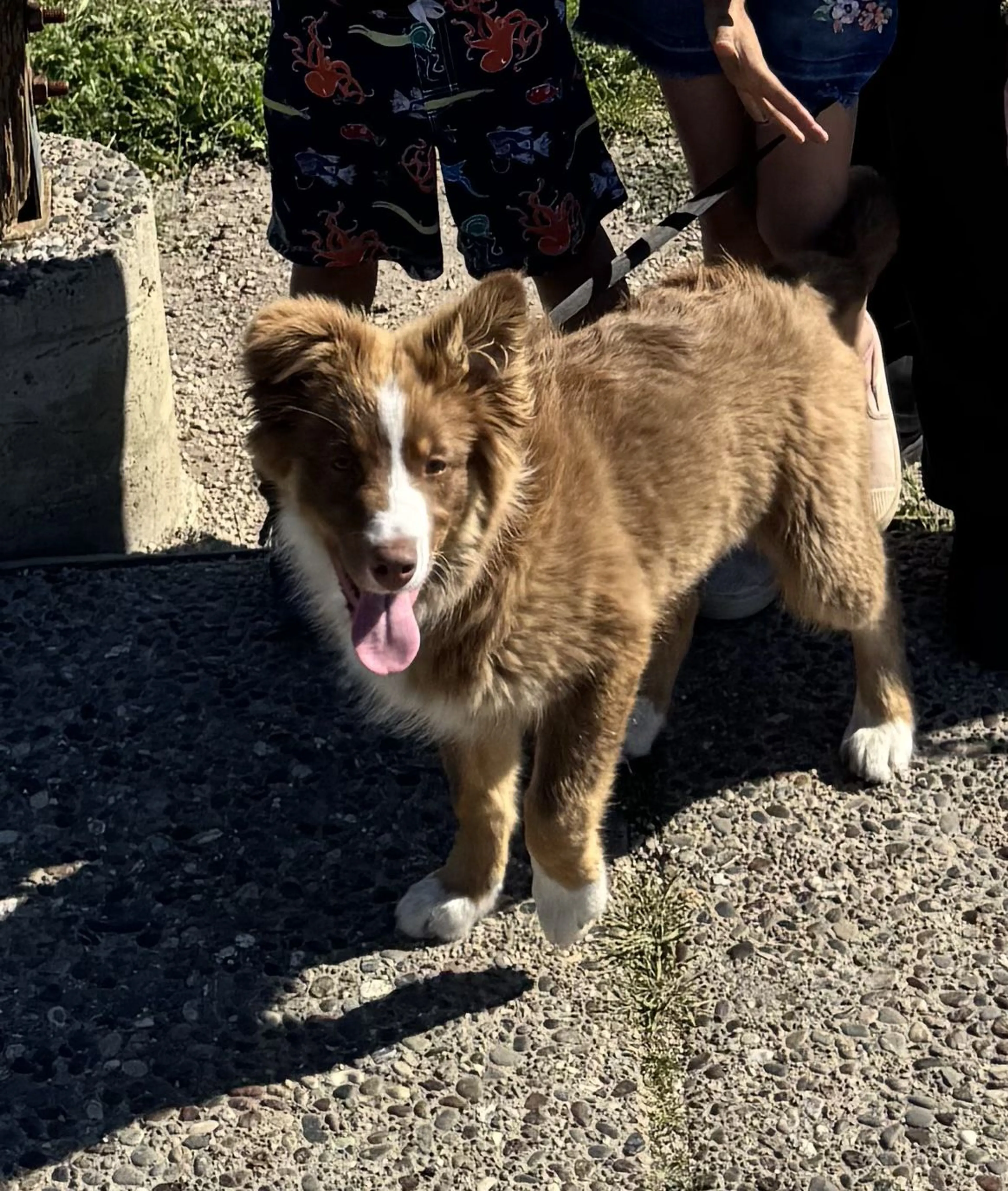 Lost pet-2