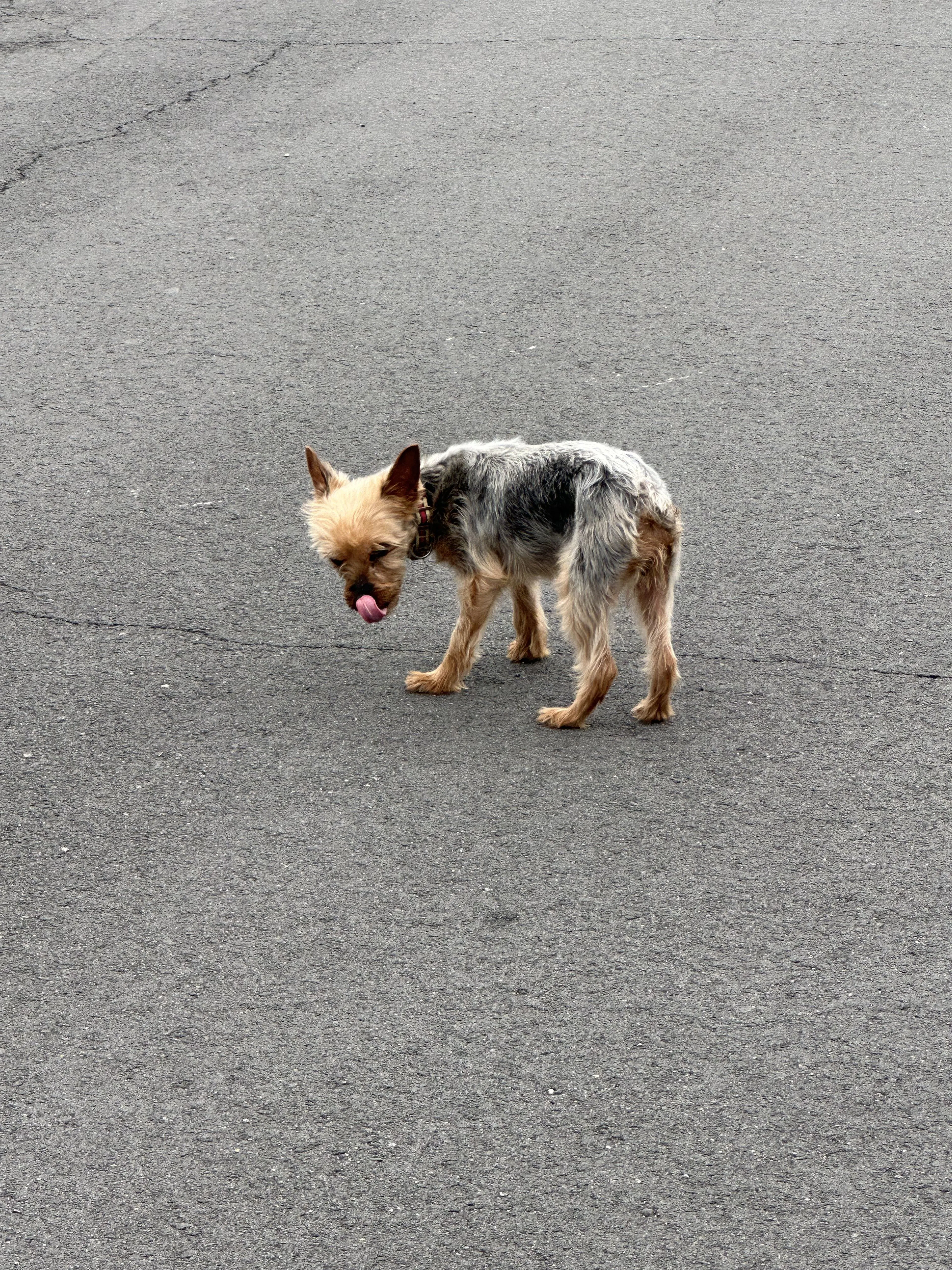 Lost pet