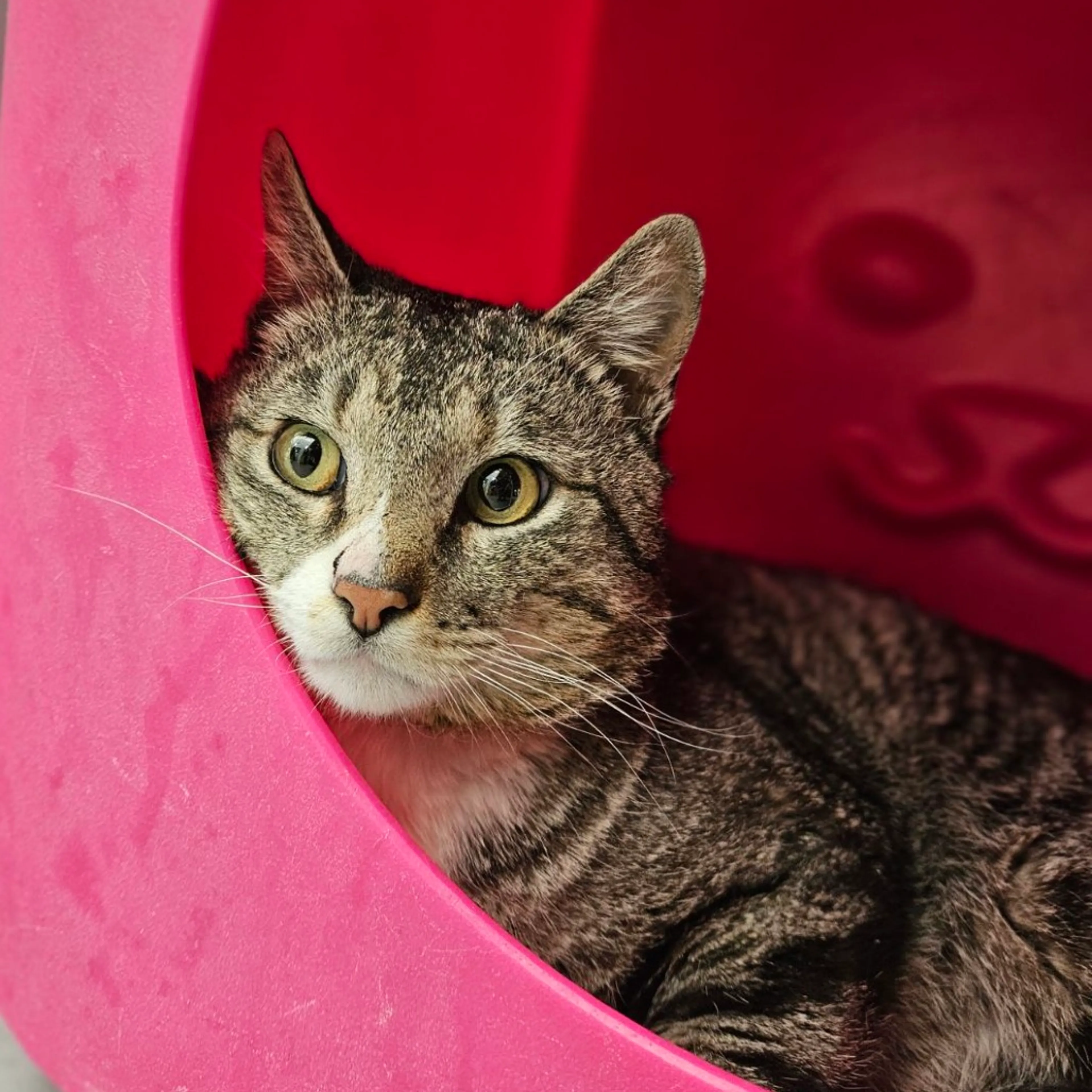 Found pet-2