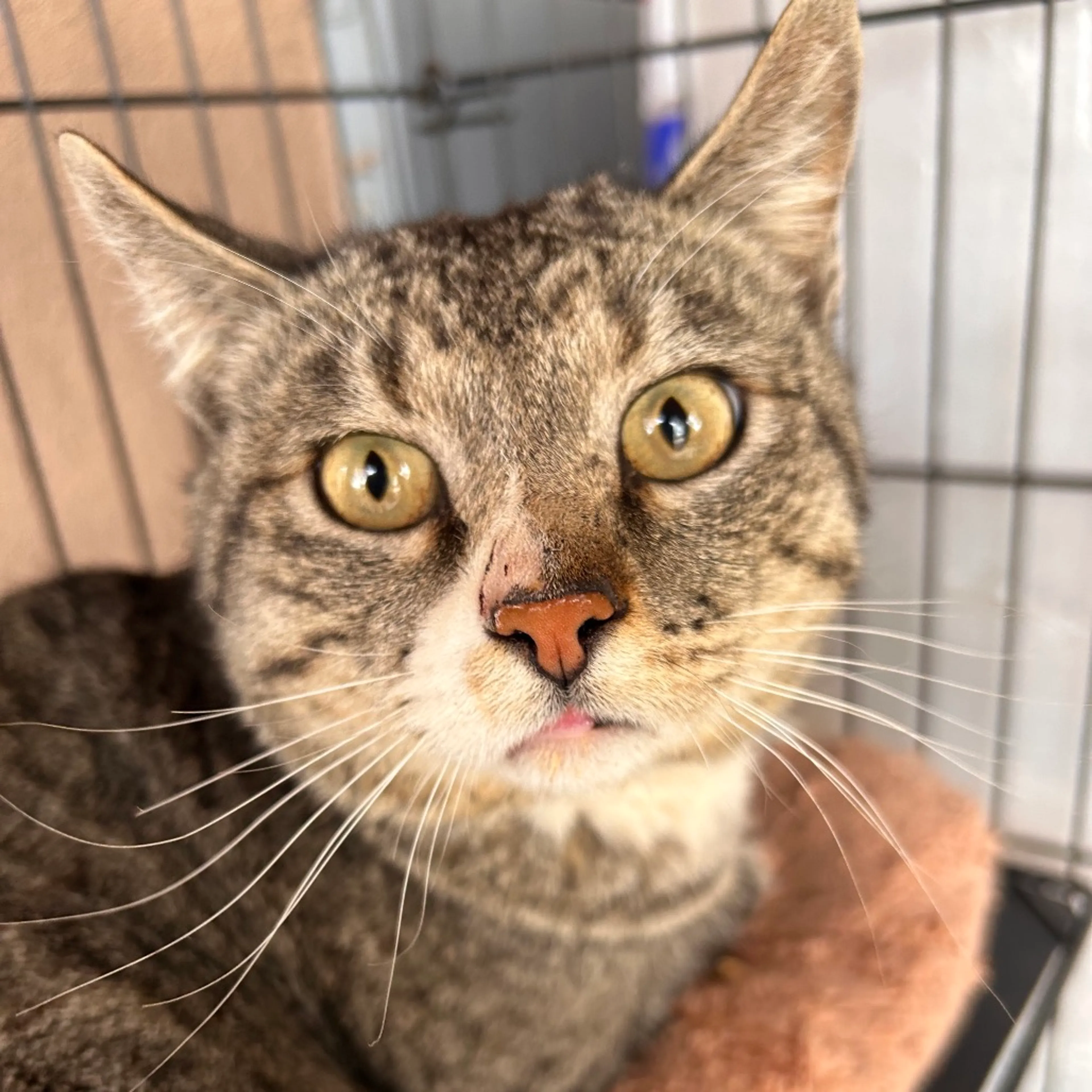Found pet-1