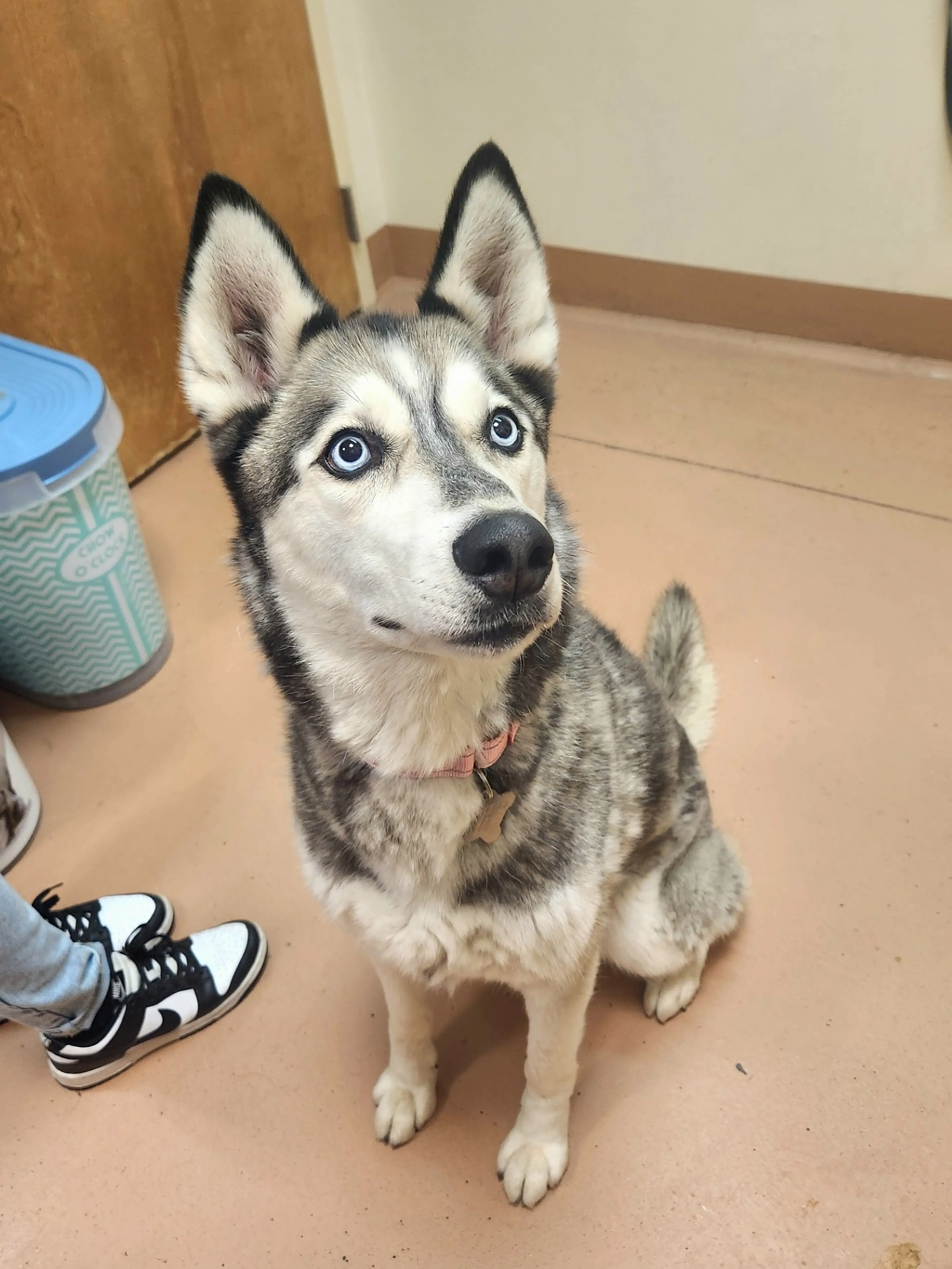 Found pet-2