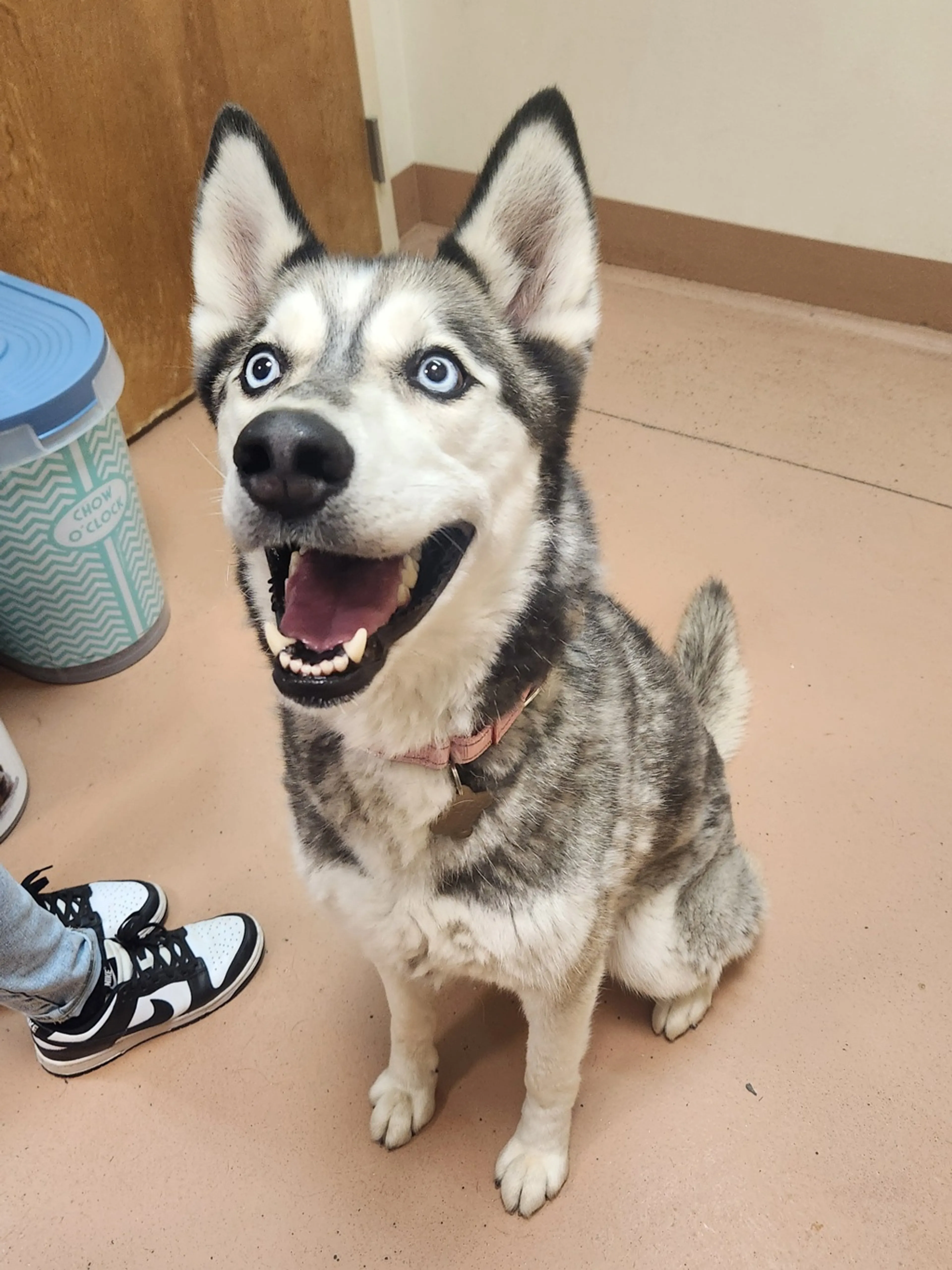 Found pet-1