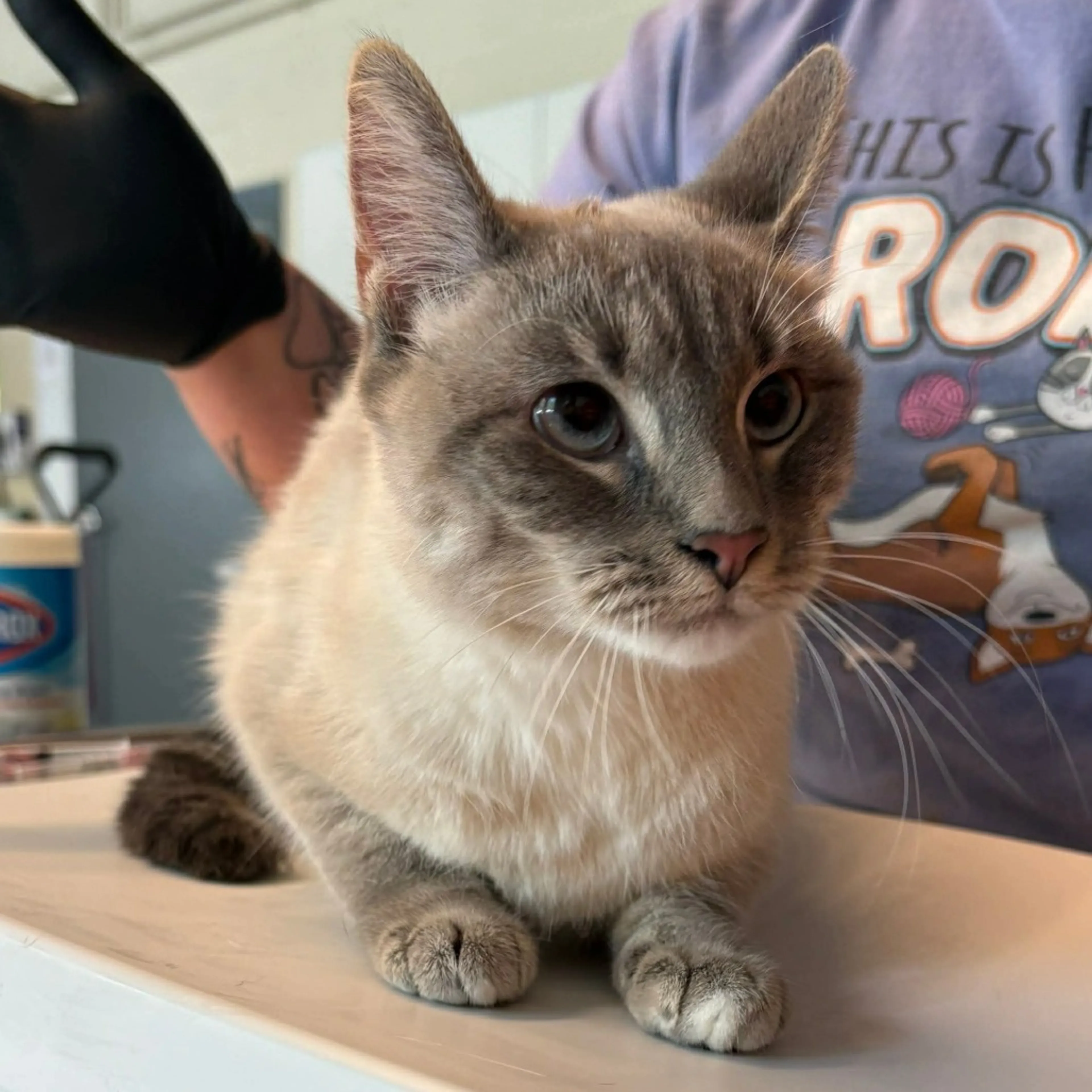 Found pet