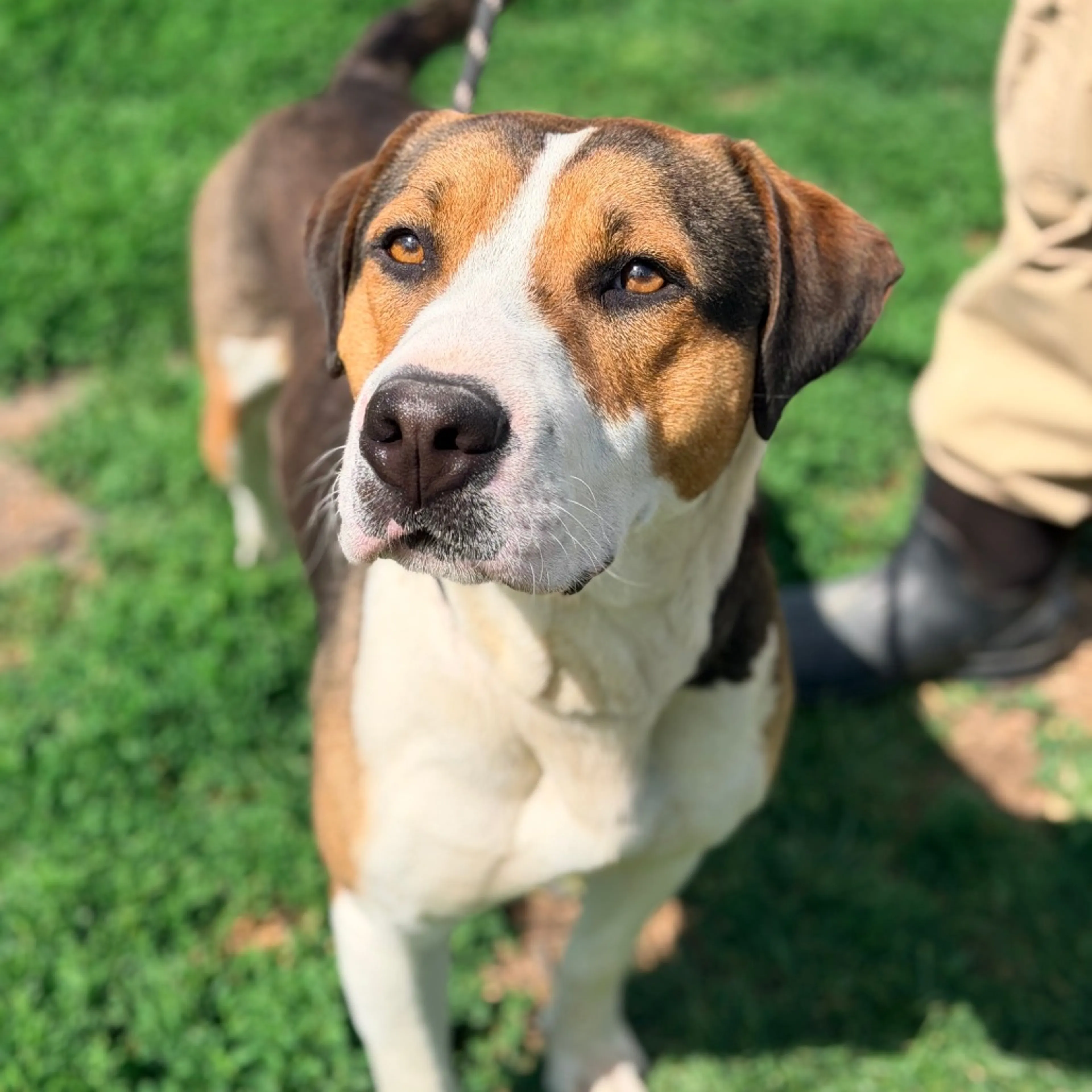 Found pet-2