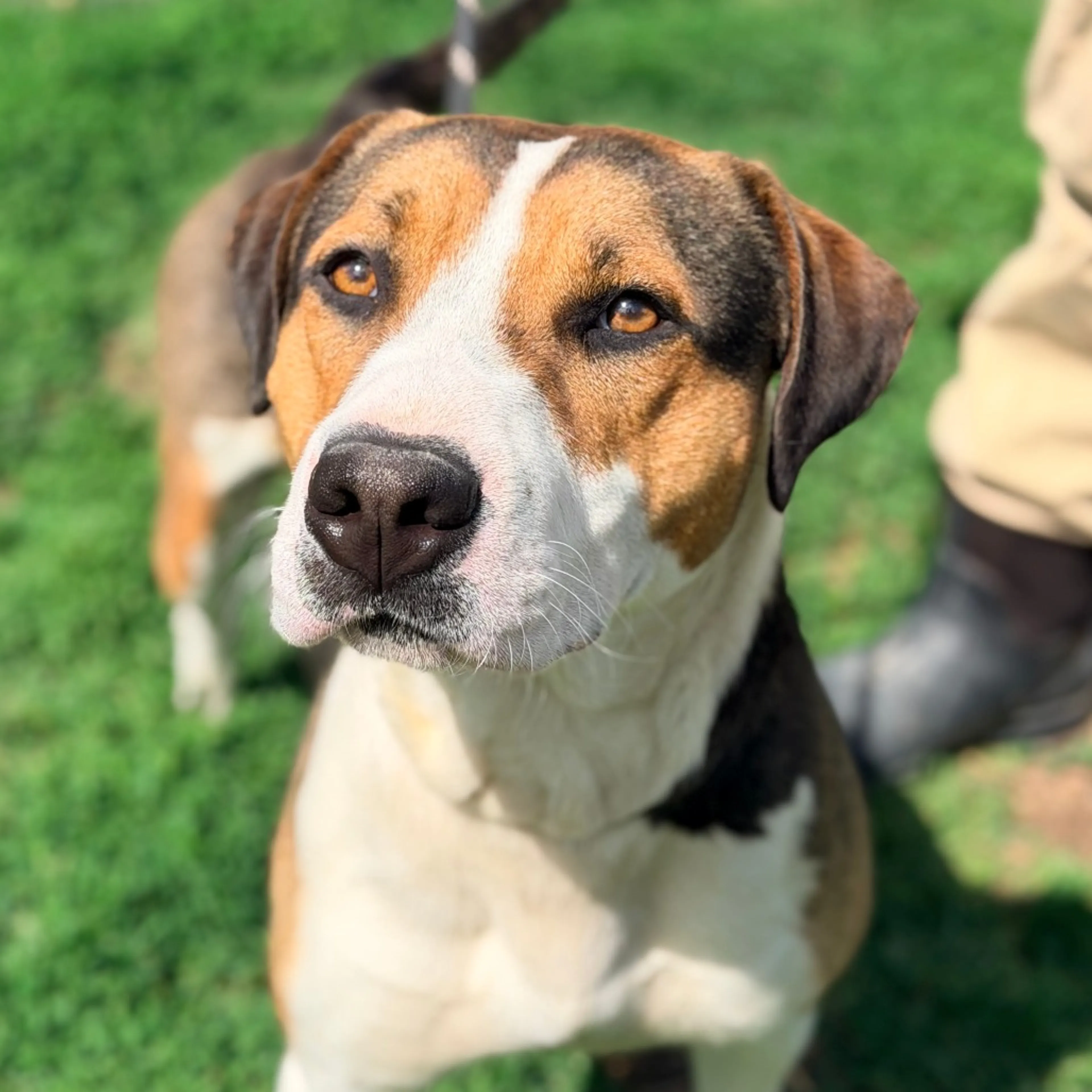 Found pet-1