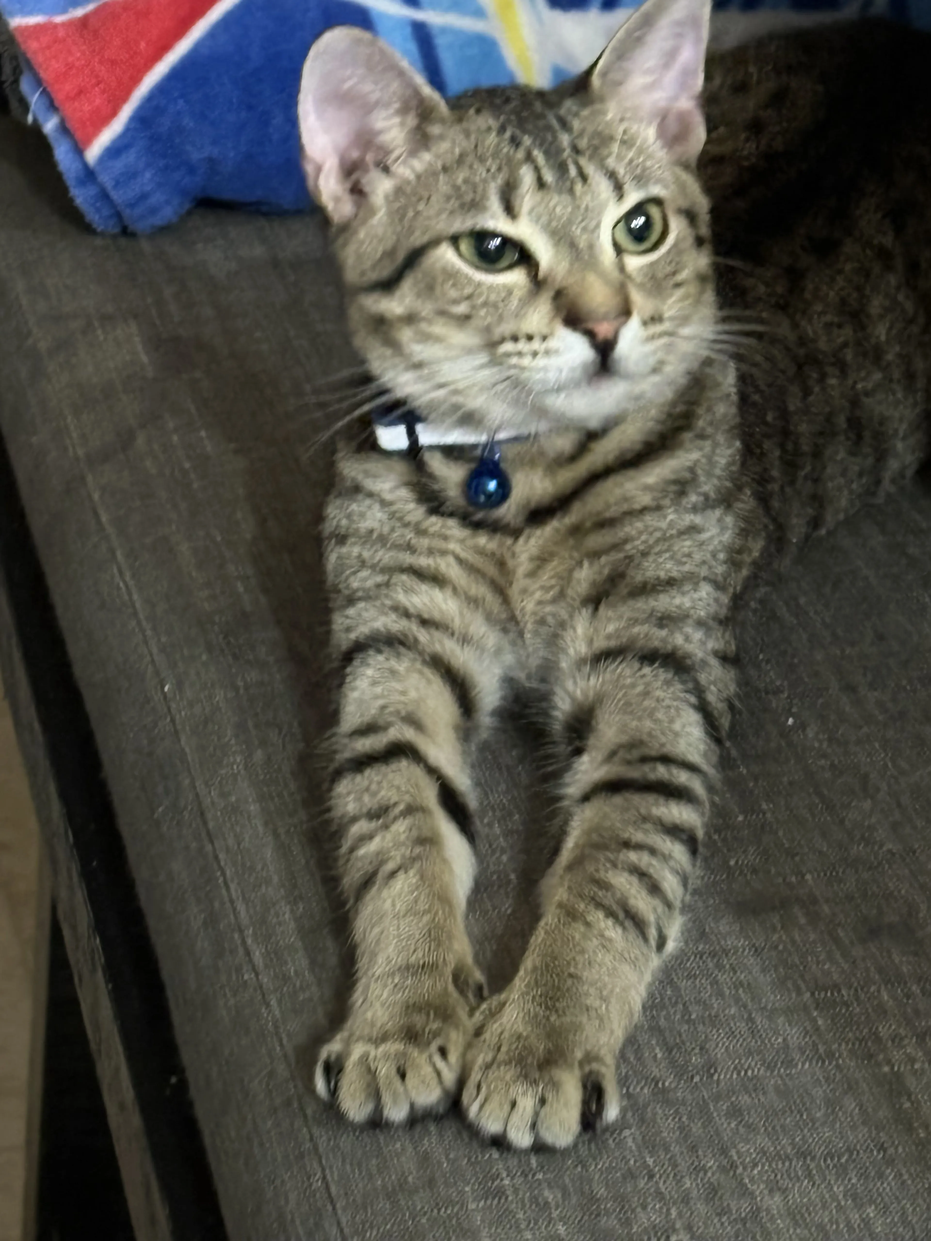 Lost pet-2