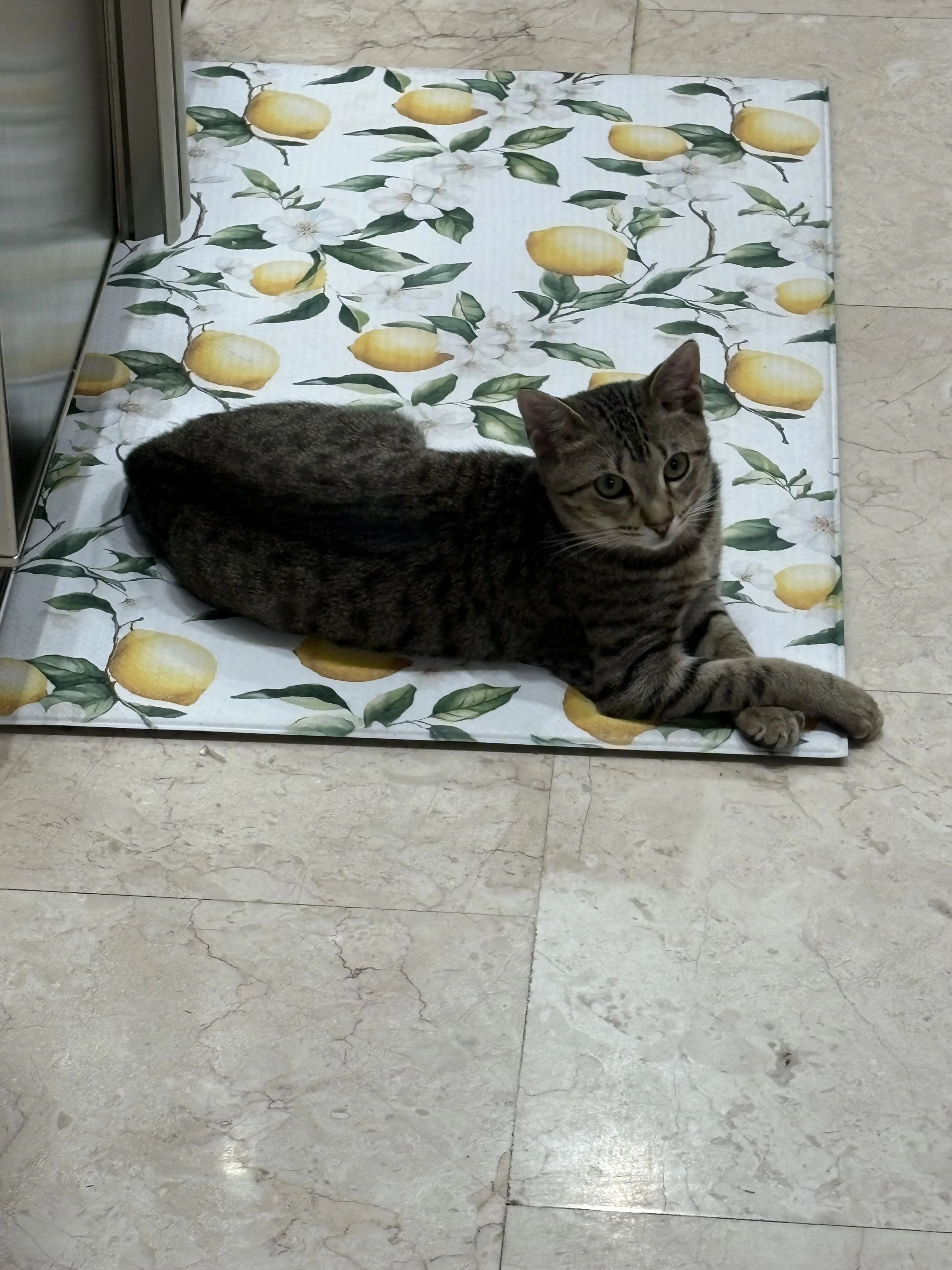 Lost pet-1