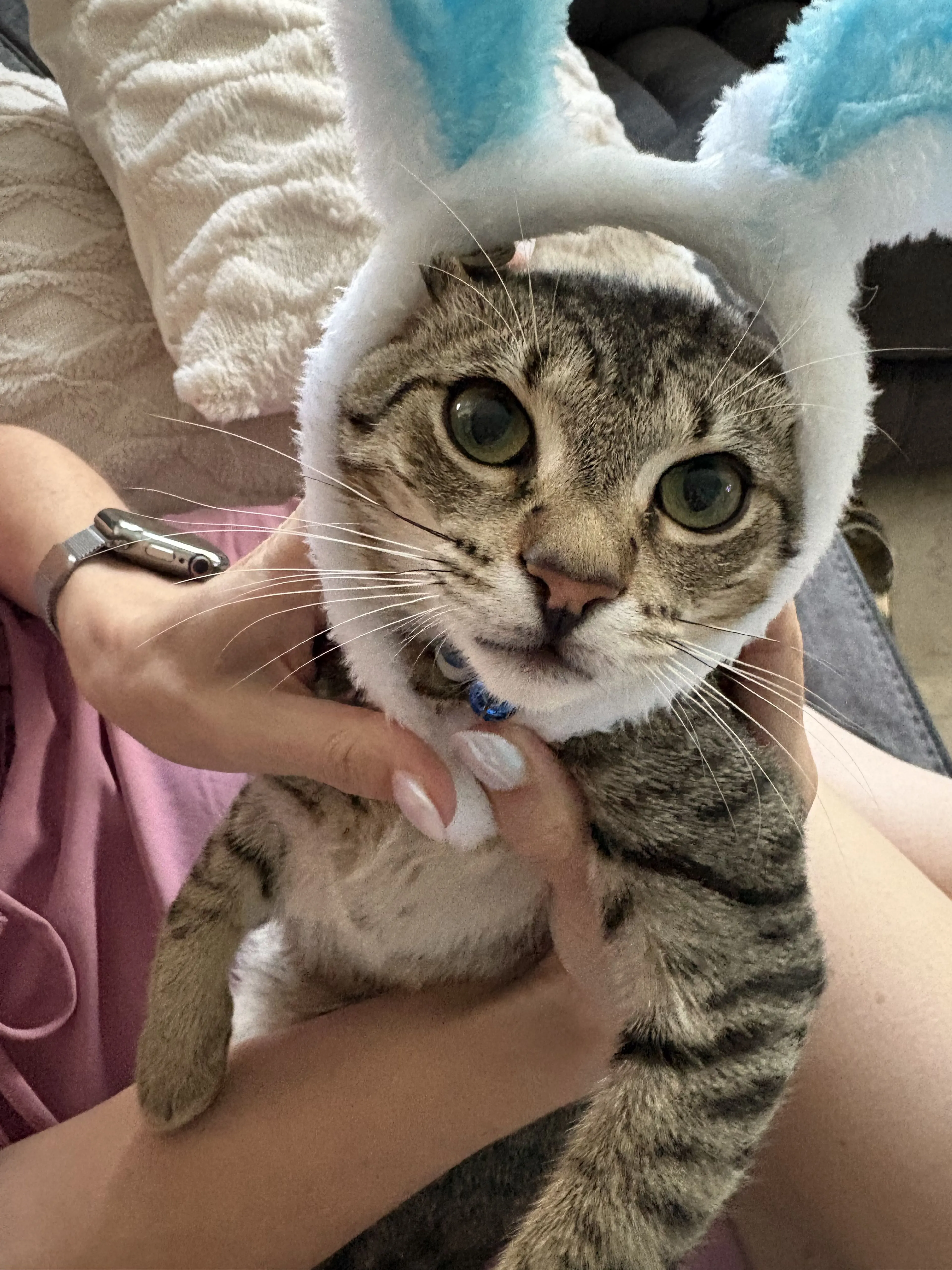 Lost pet-0