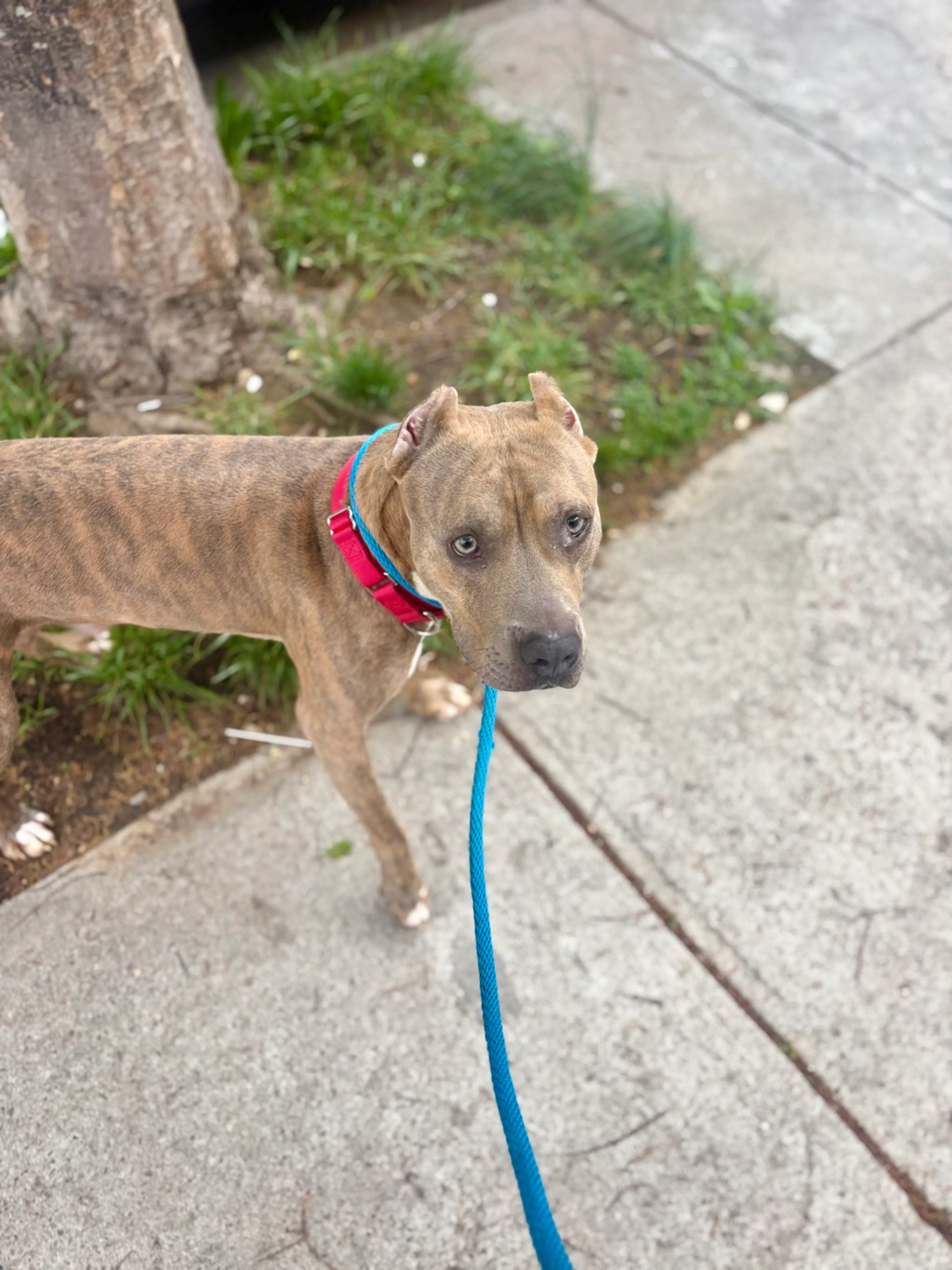 Found pet-3