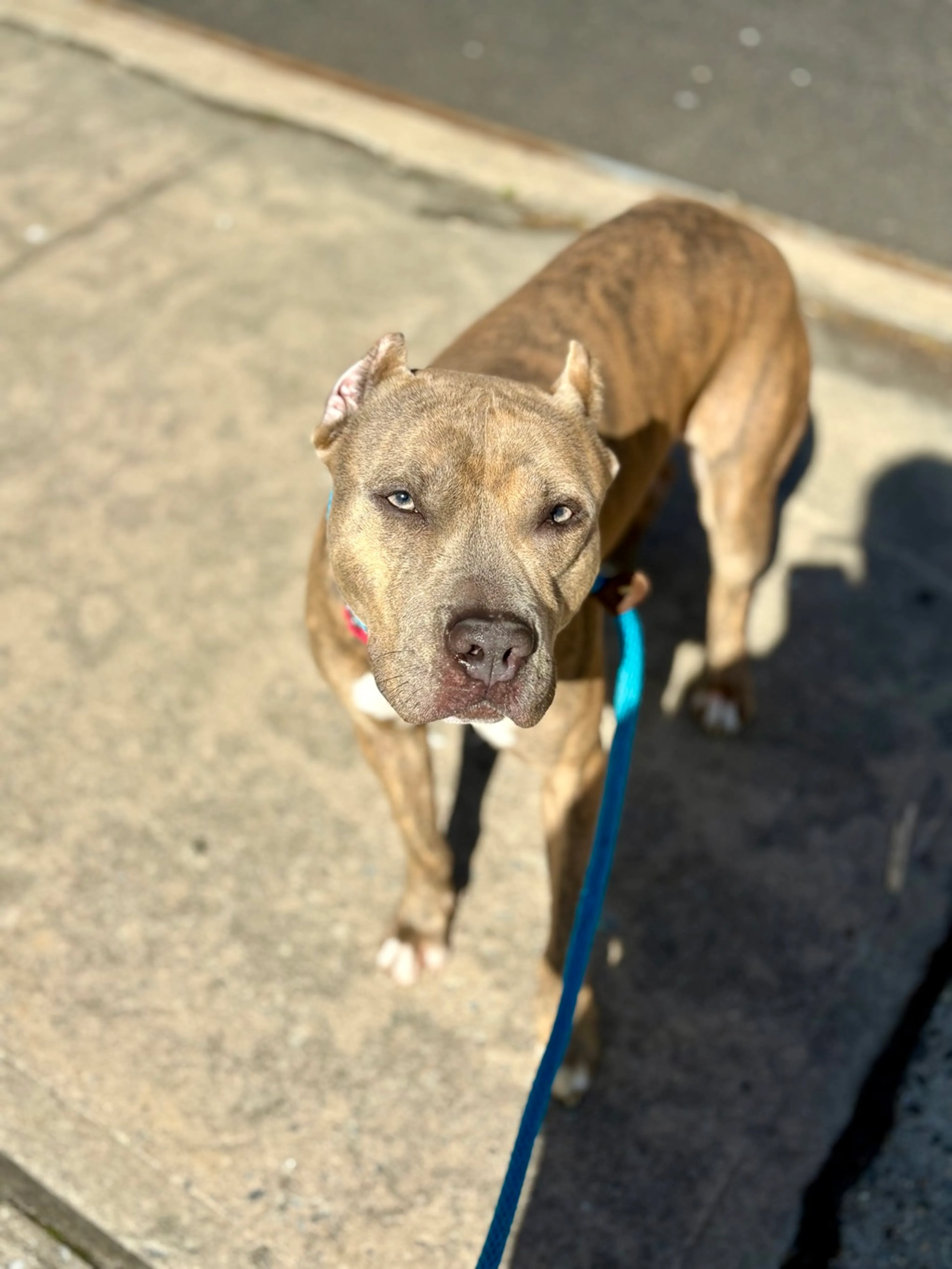 Found pet-2