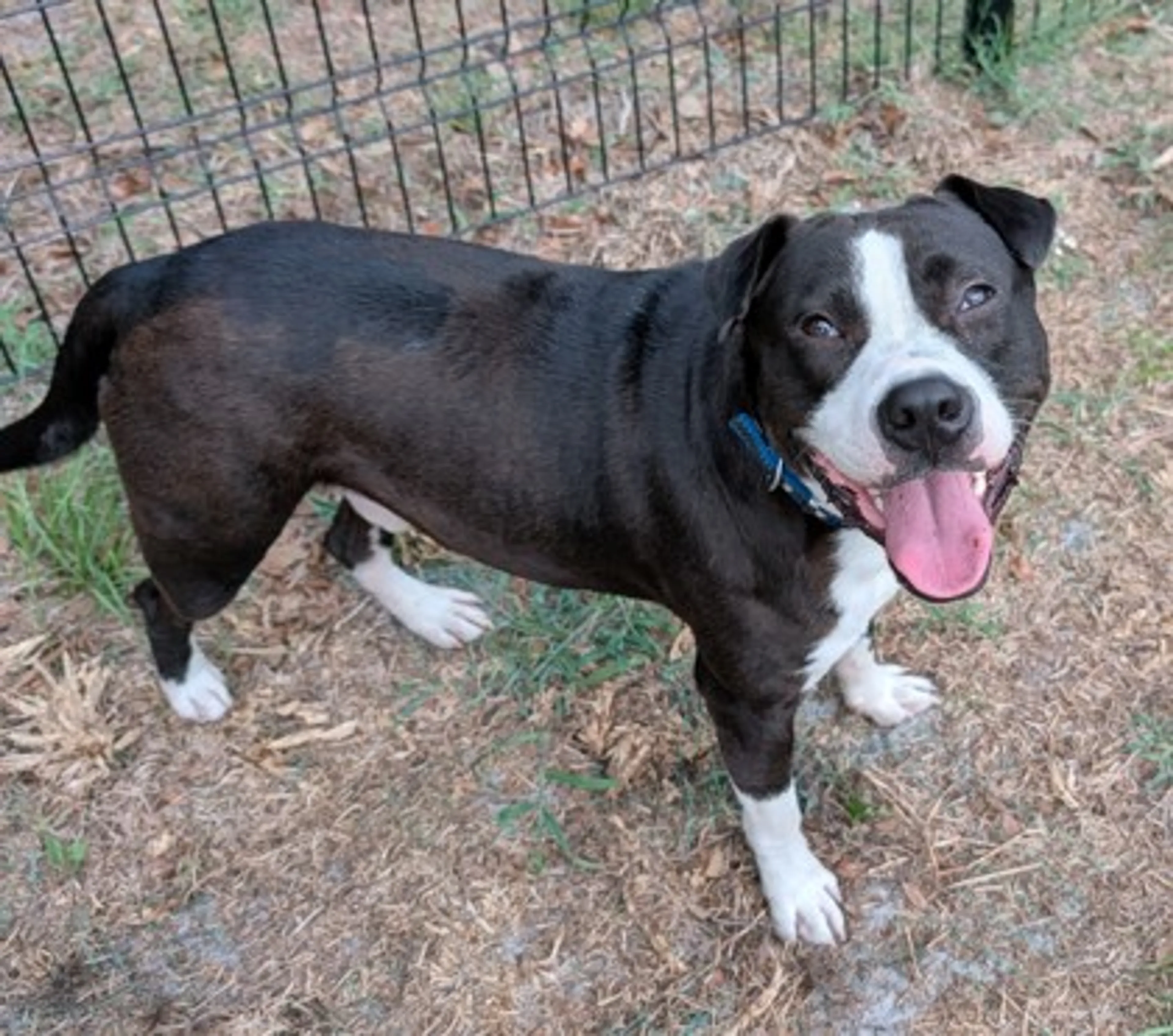 Found pet-1