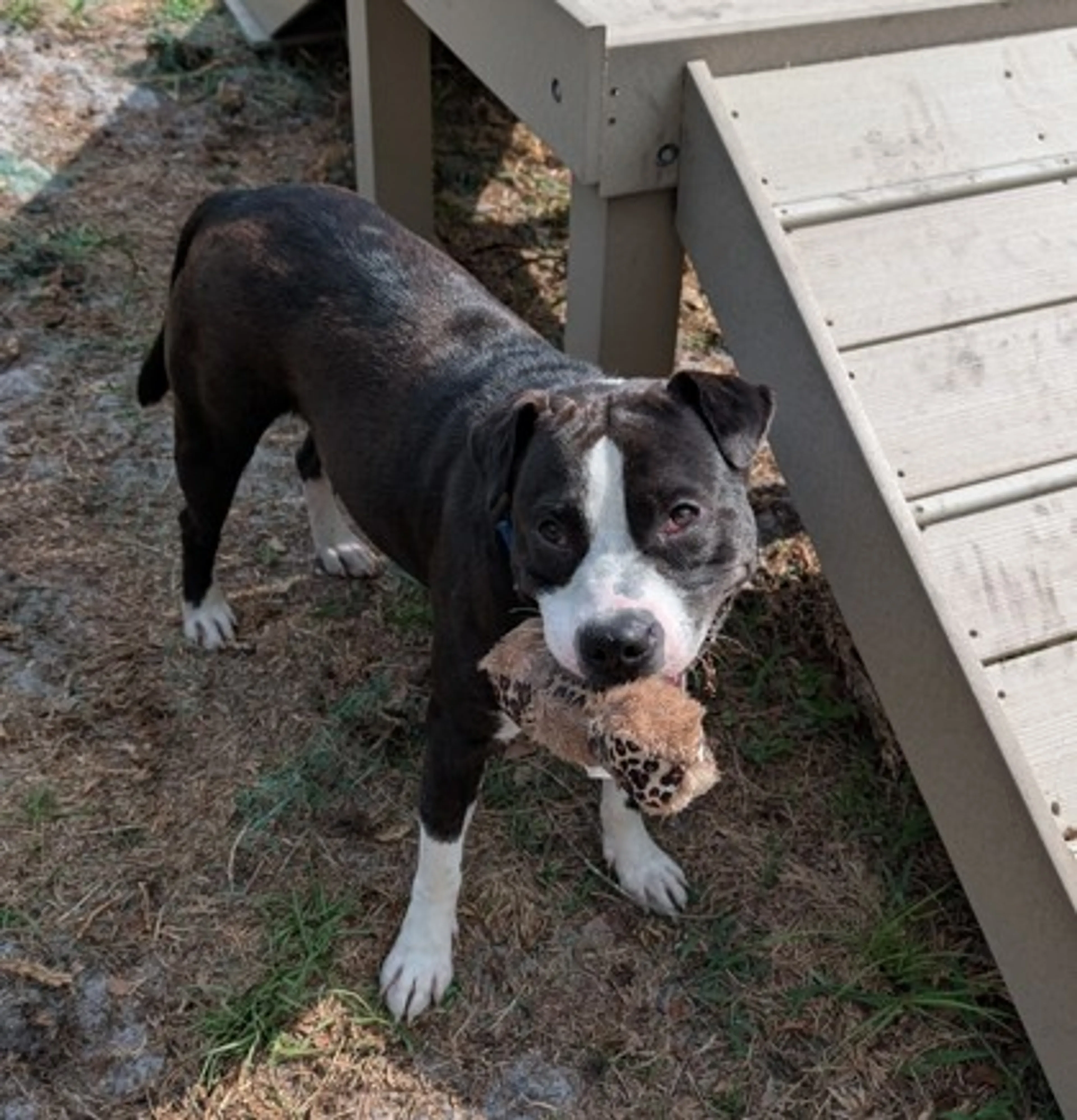 Found pet-2