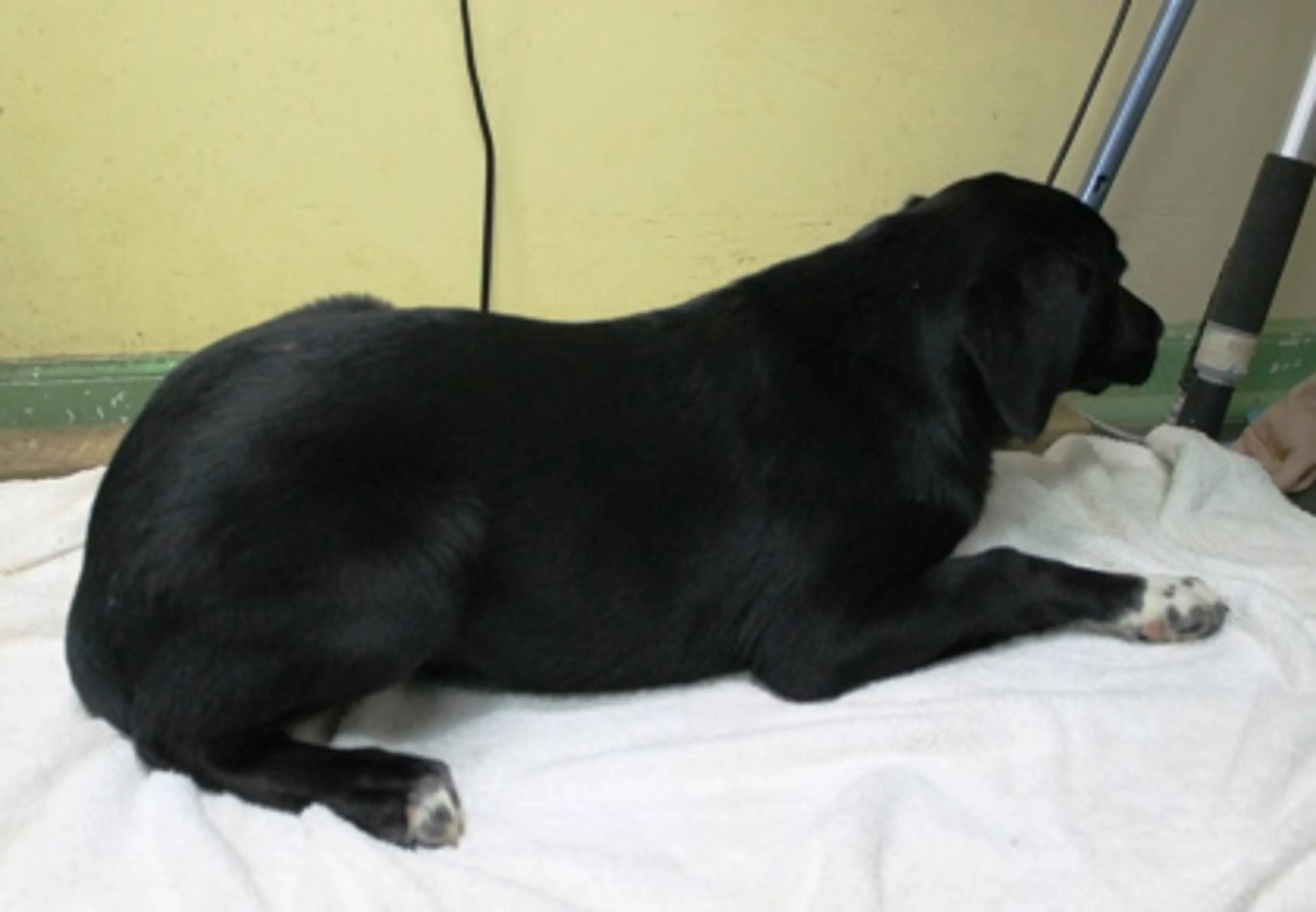 Found pet-2